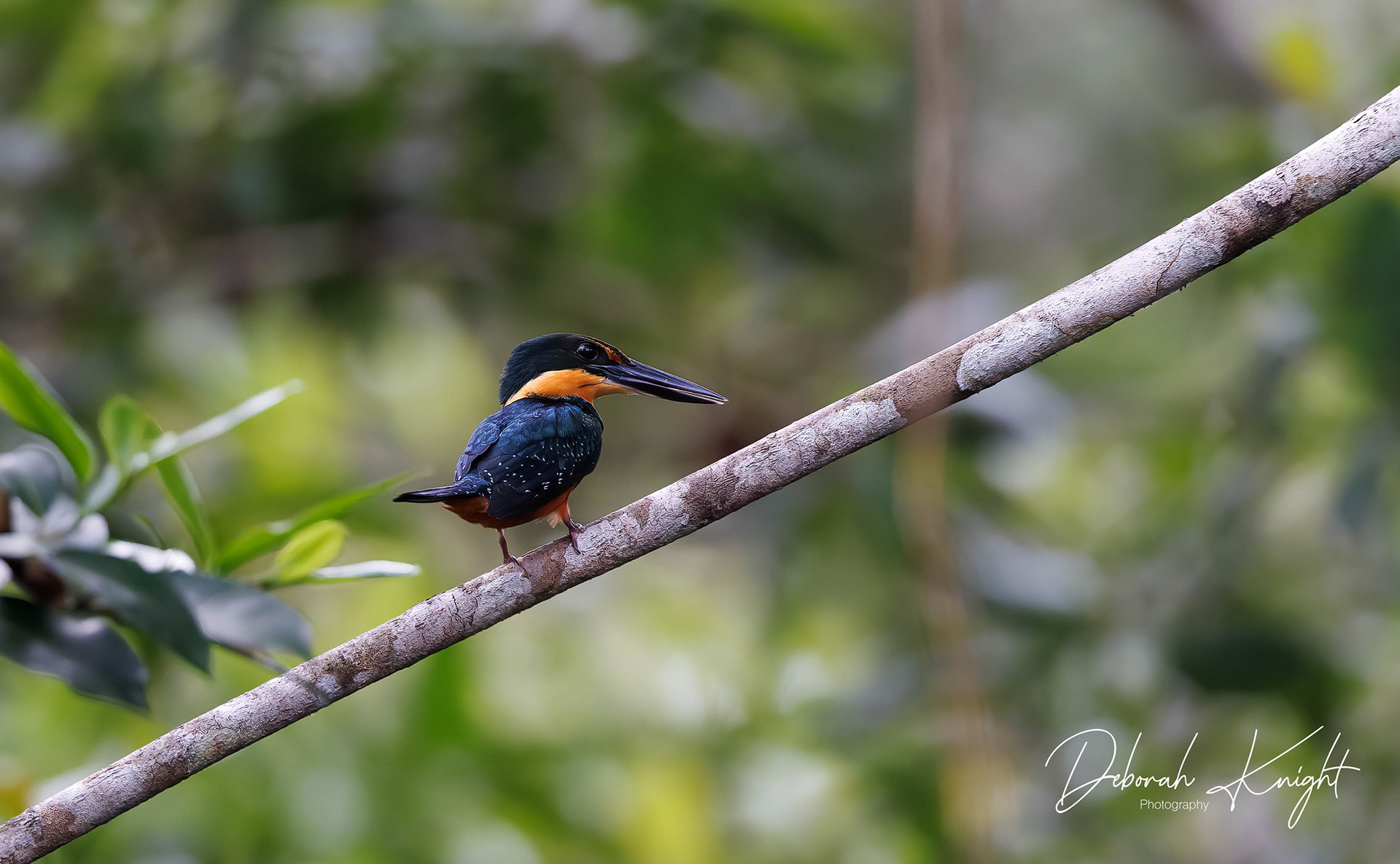 Green-and-Rufous Kingfisher