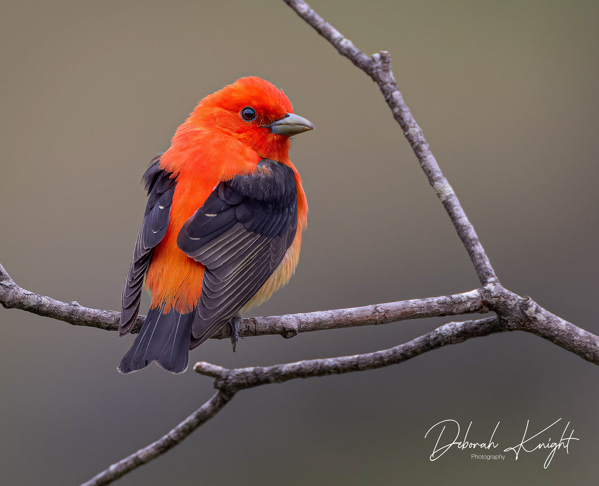 Scarlet Tanager