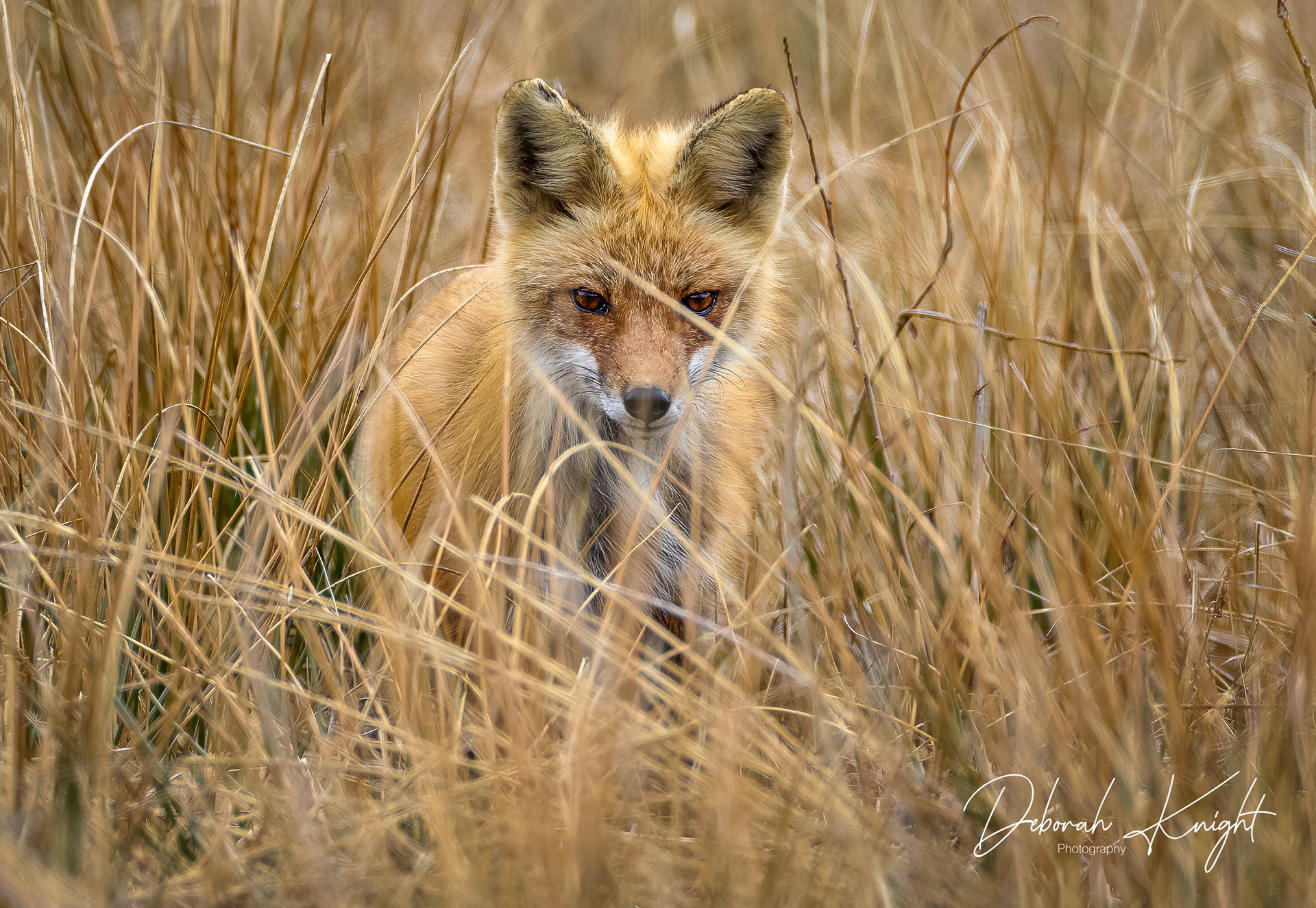 Red Fox