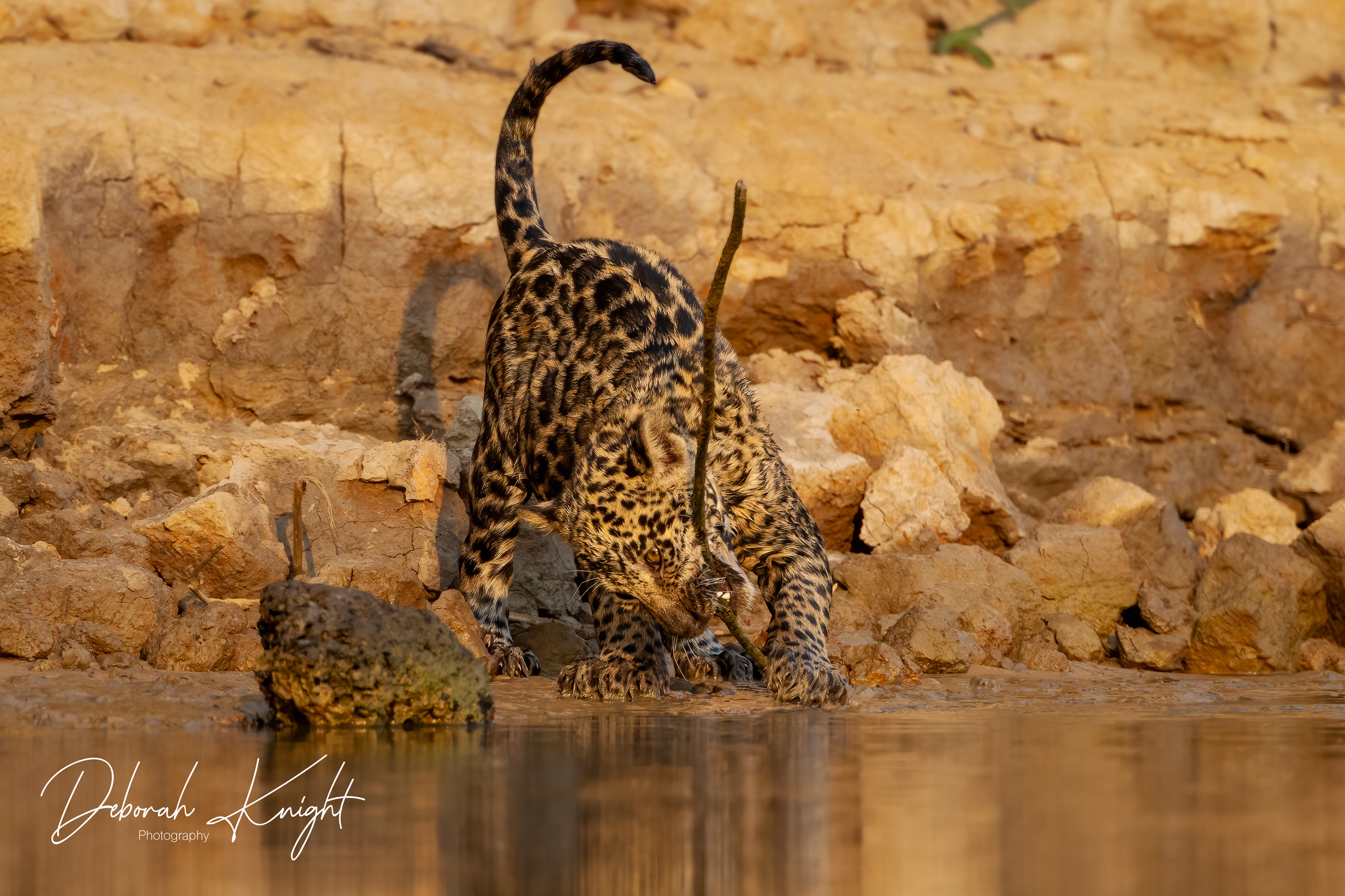 Jaguar Cub