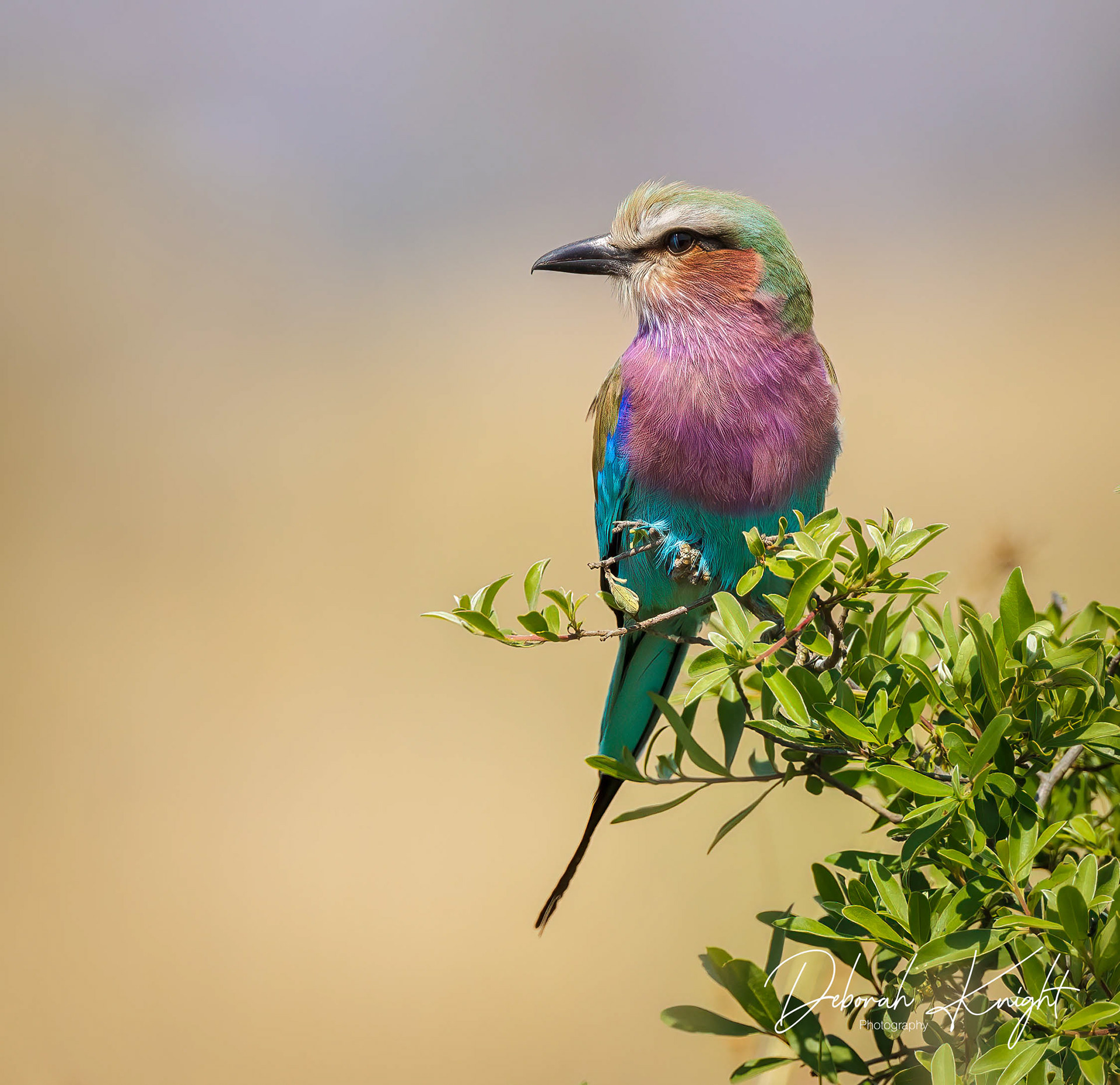 Lilac-Breasted Roller