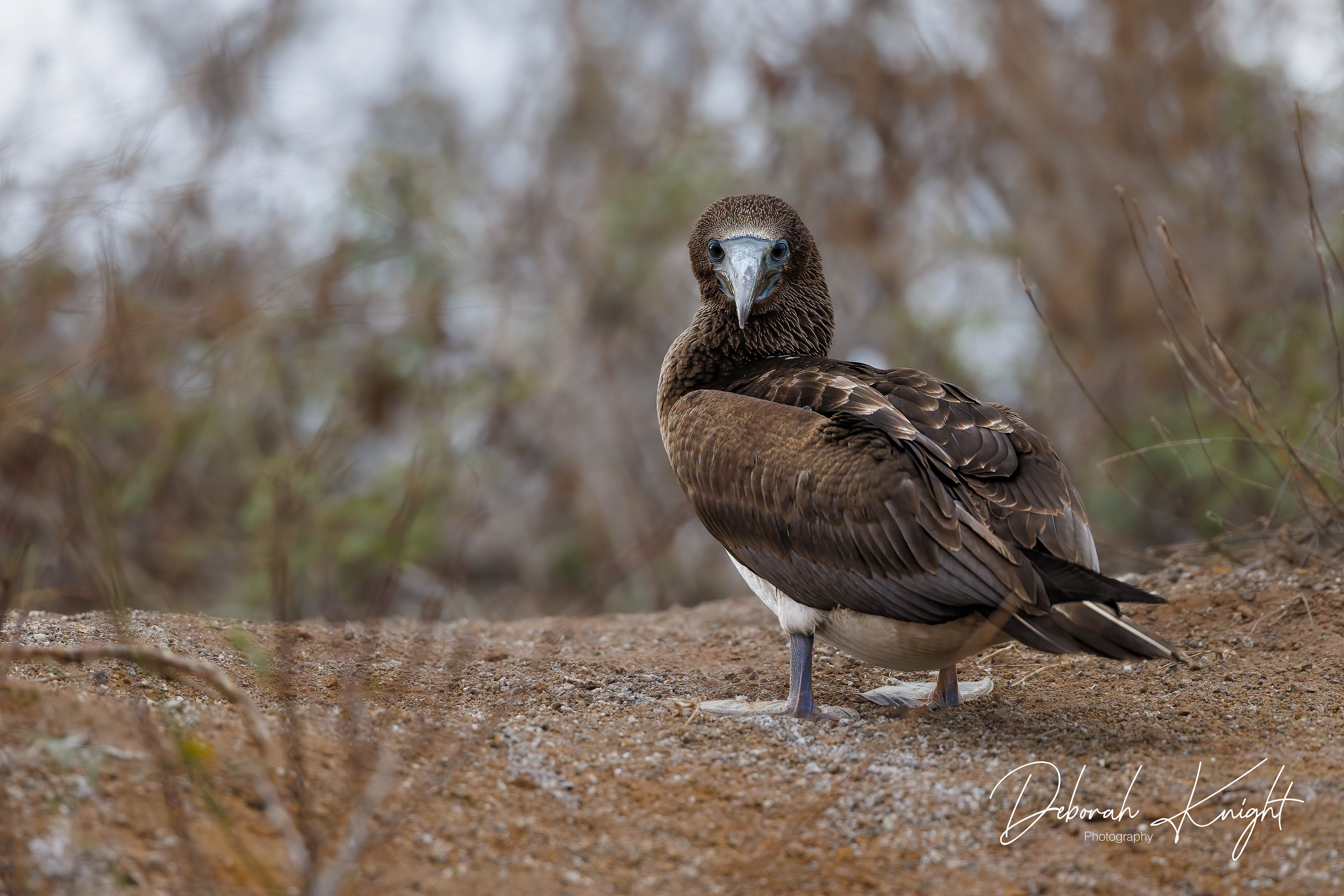 Blue-Footed Booby