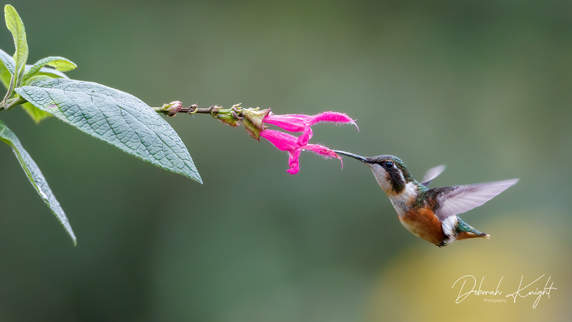 White-bellied Woodstar (Female)