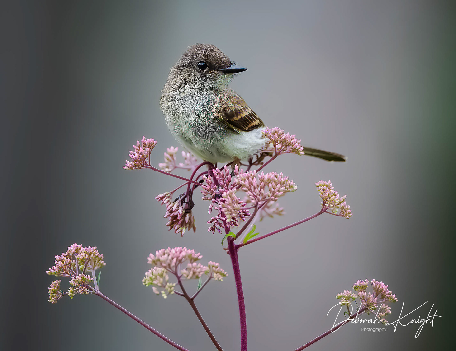 Eastern Phoebe