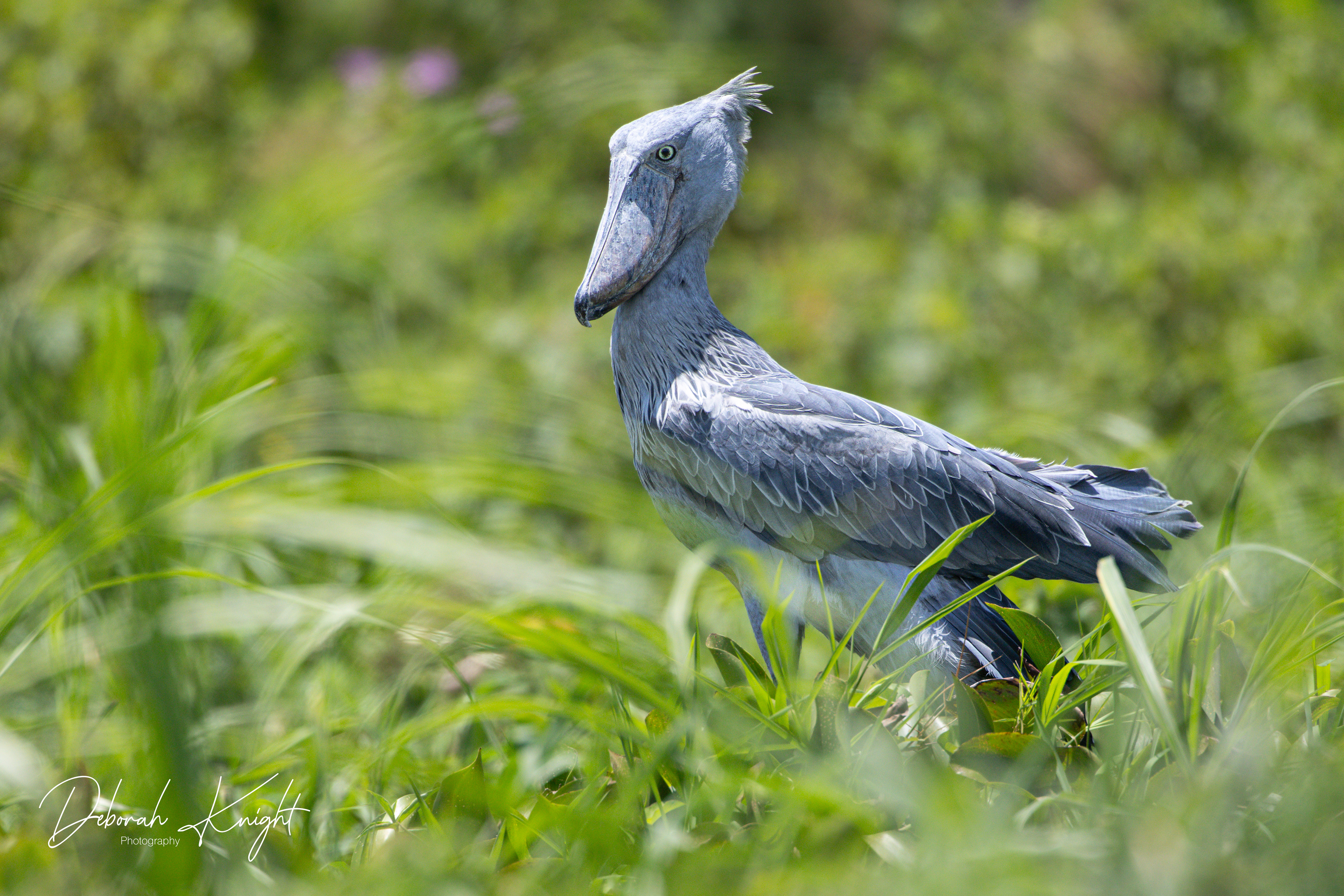 Shoebill