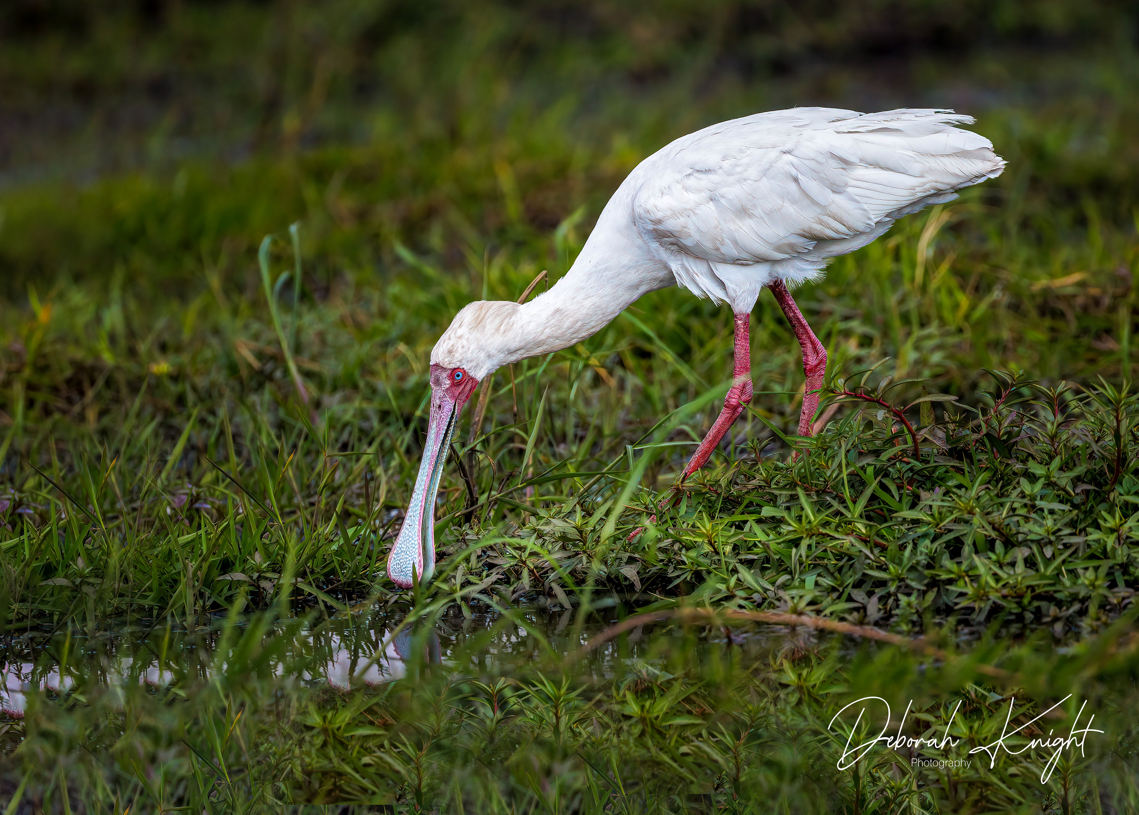 African Spoonbill