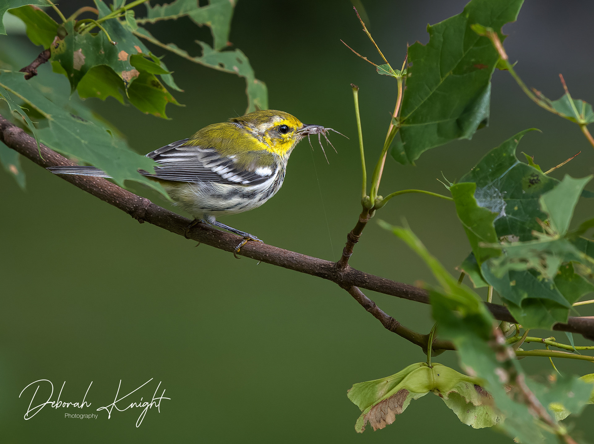 Black-Throated Green Warbler