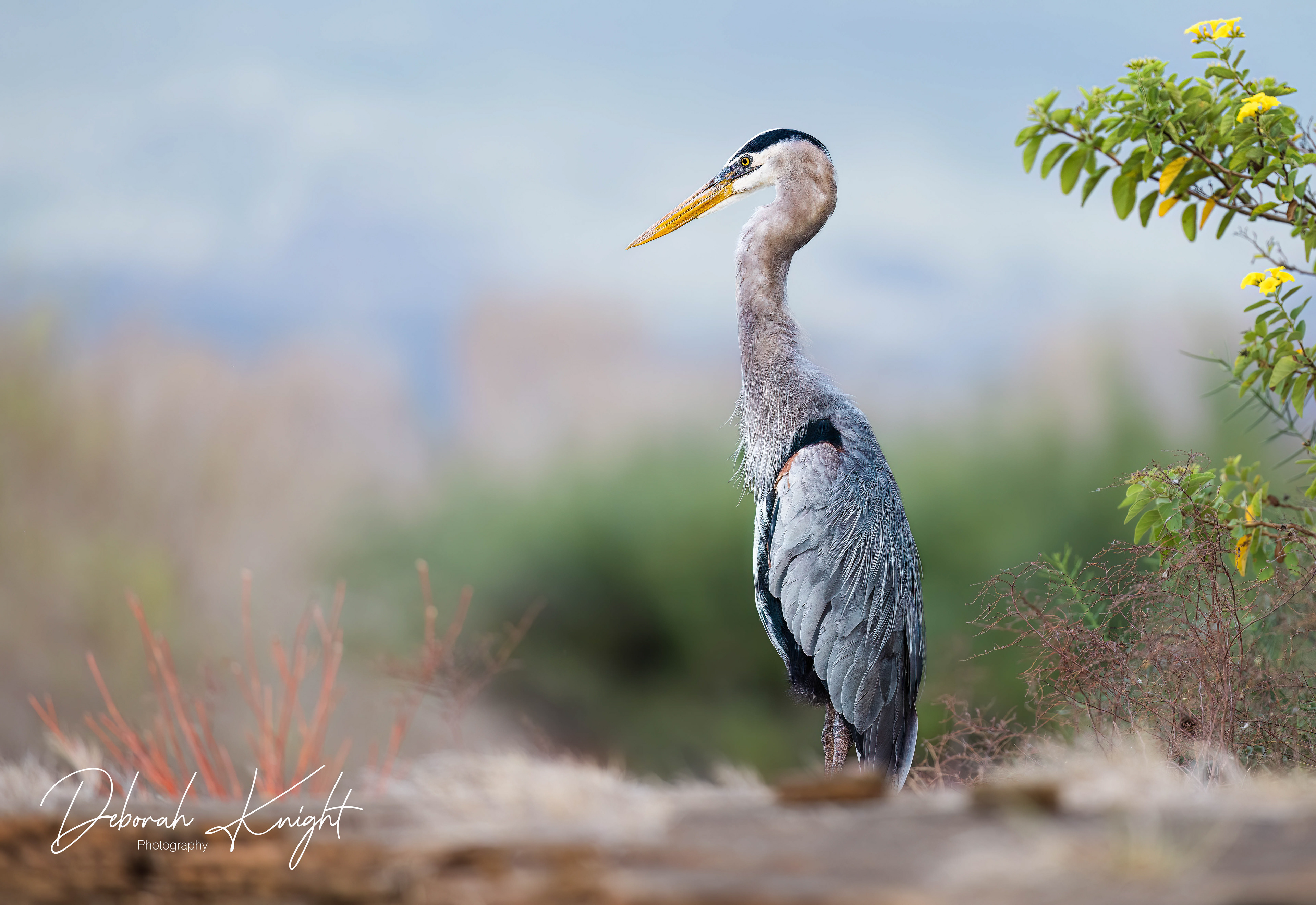 Great Blue Heron