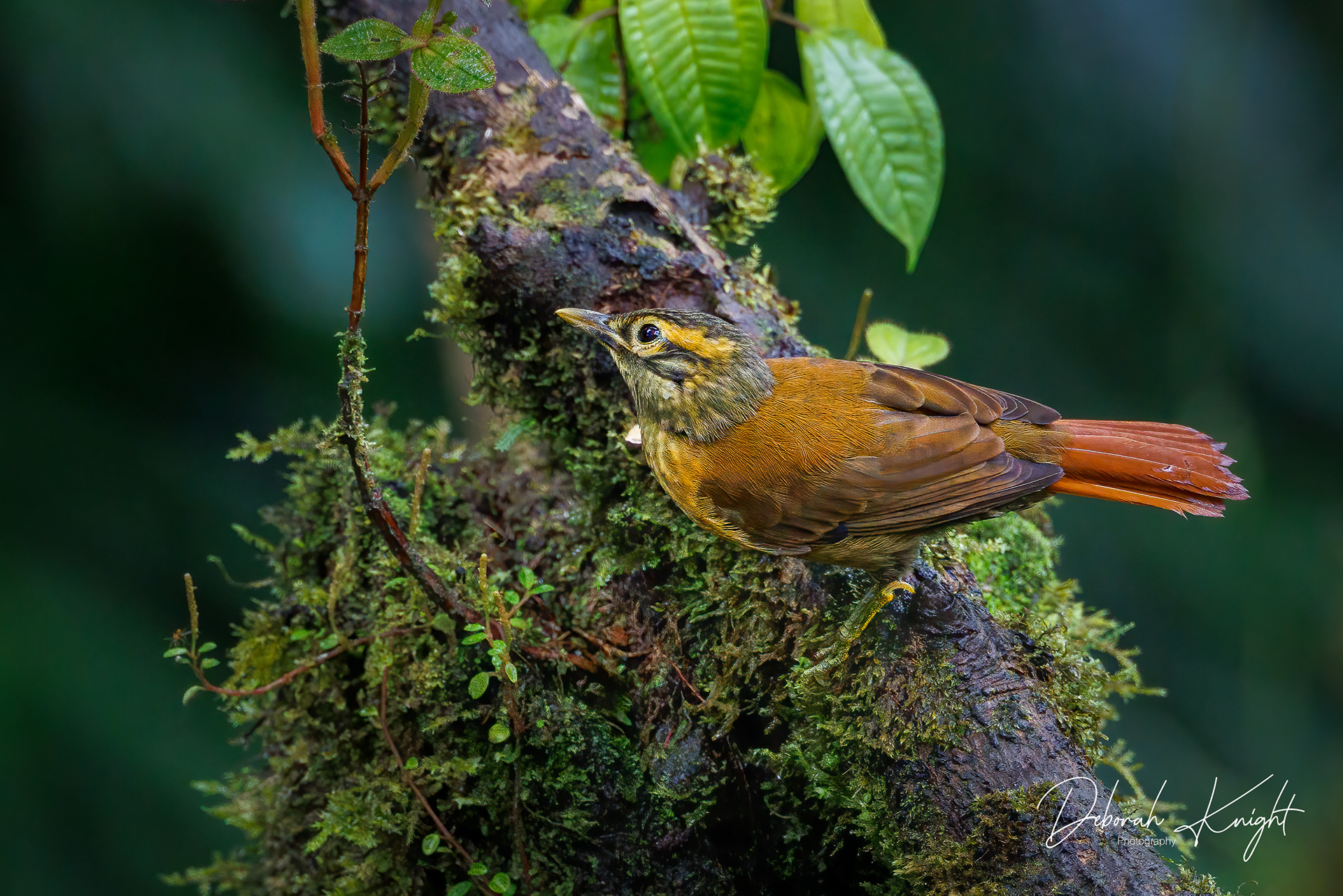 Scaly-throated Foliage-gleaner
