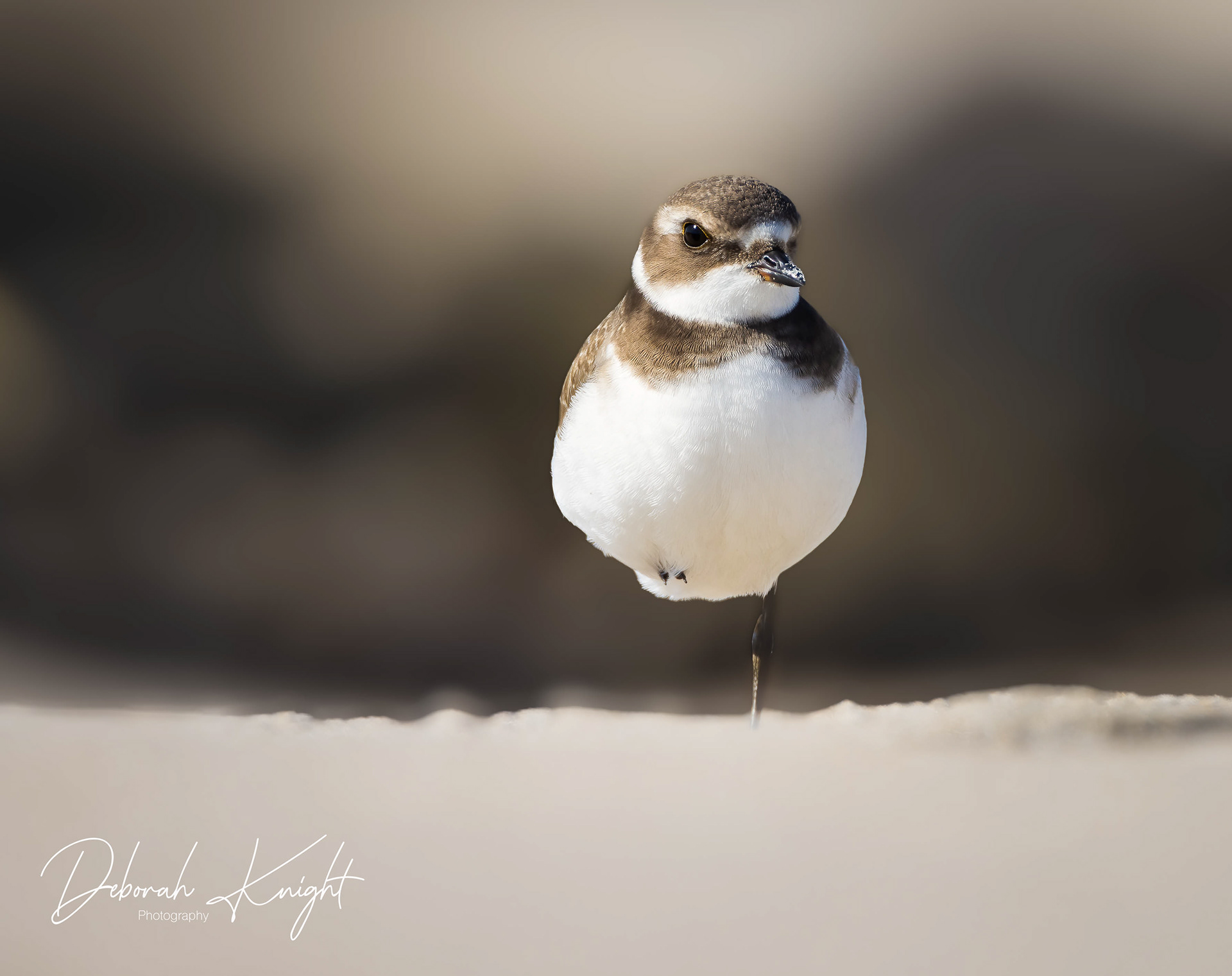 Semipalmated Plover