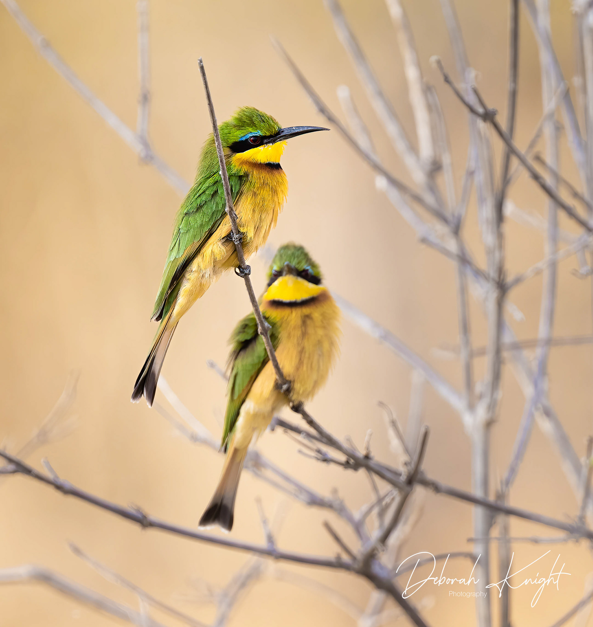 Little Bee-Eater