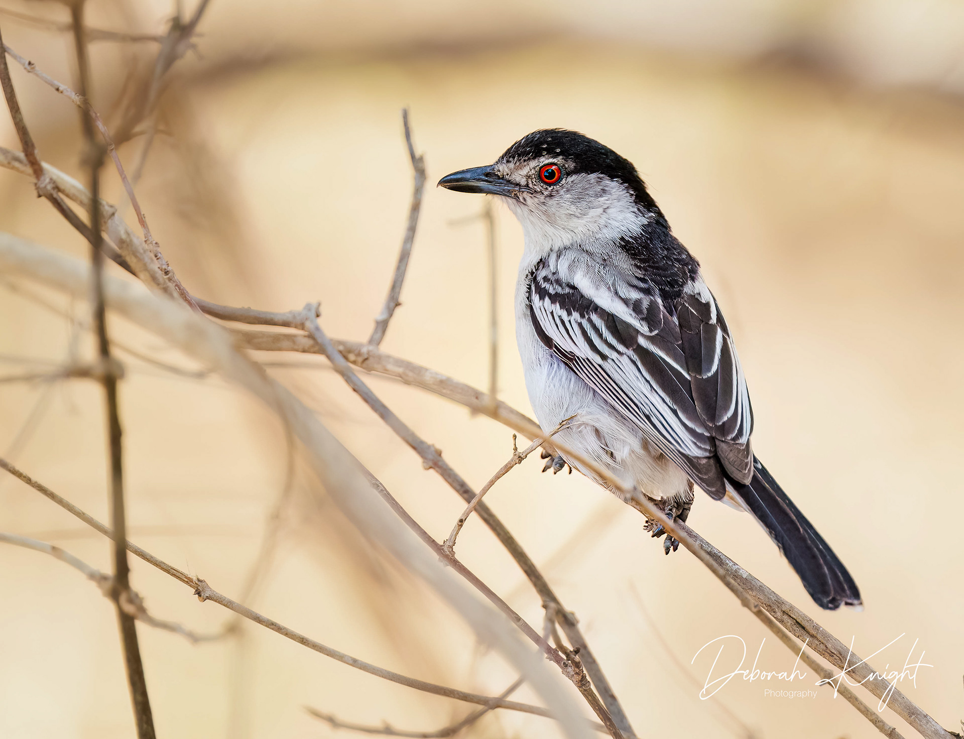 Black-Backed Puffback