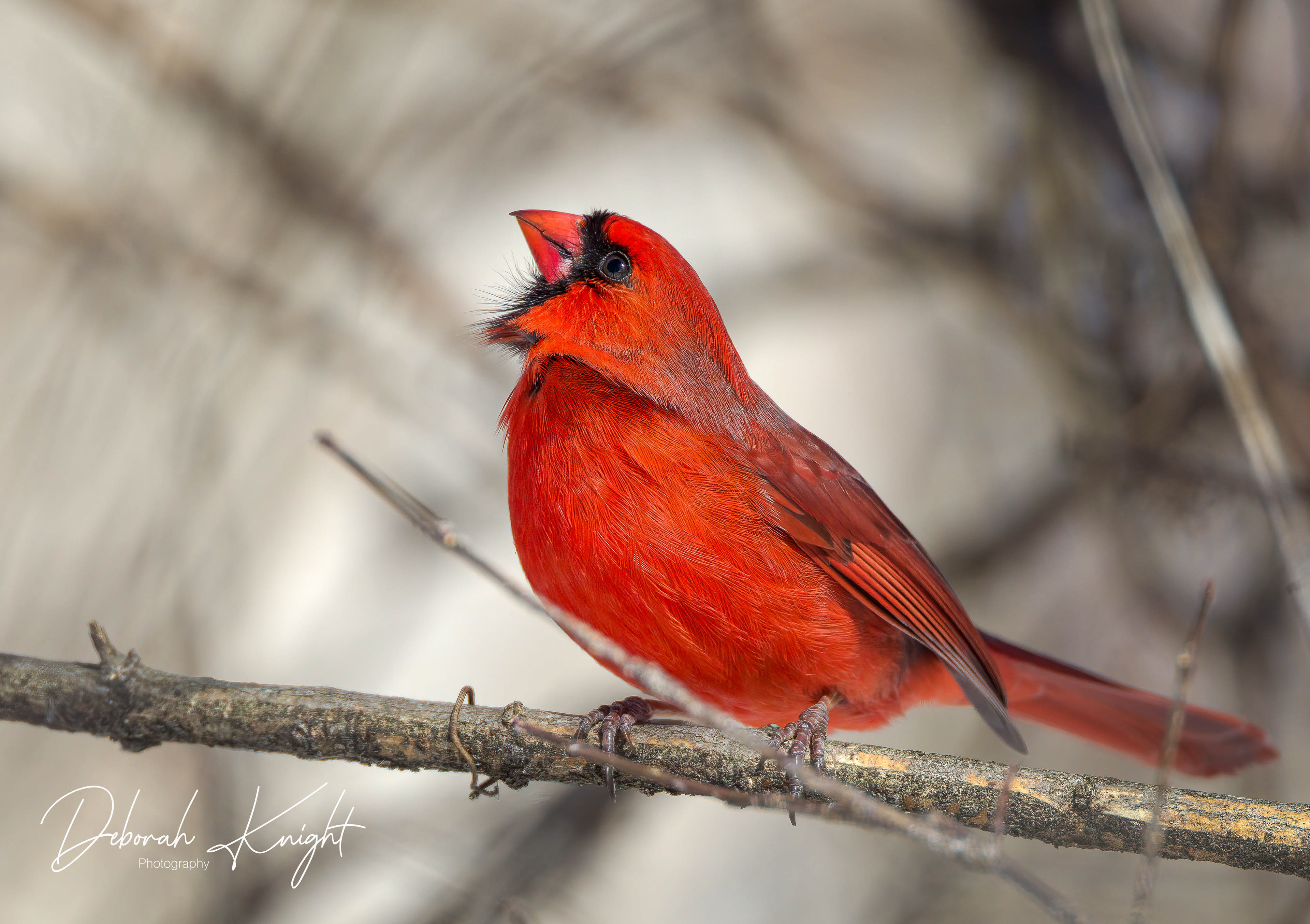 Northern Cardinal