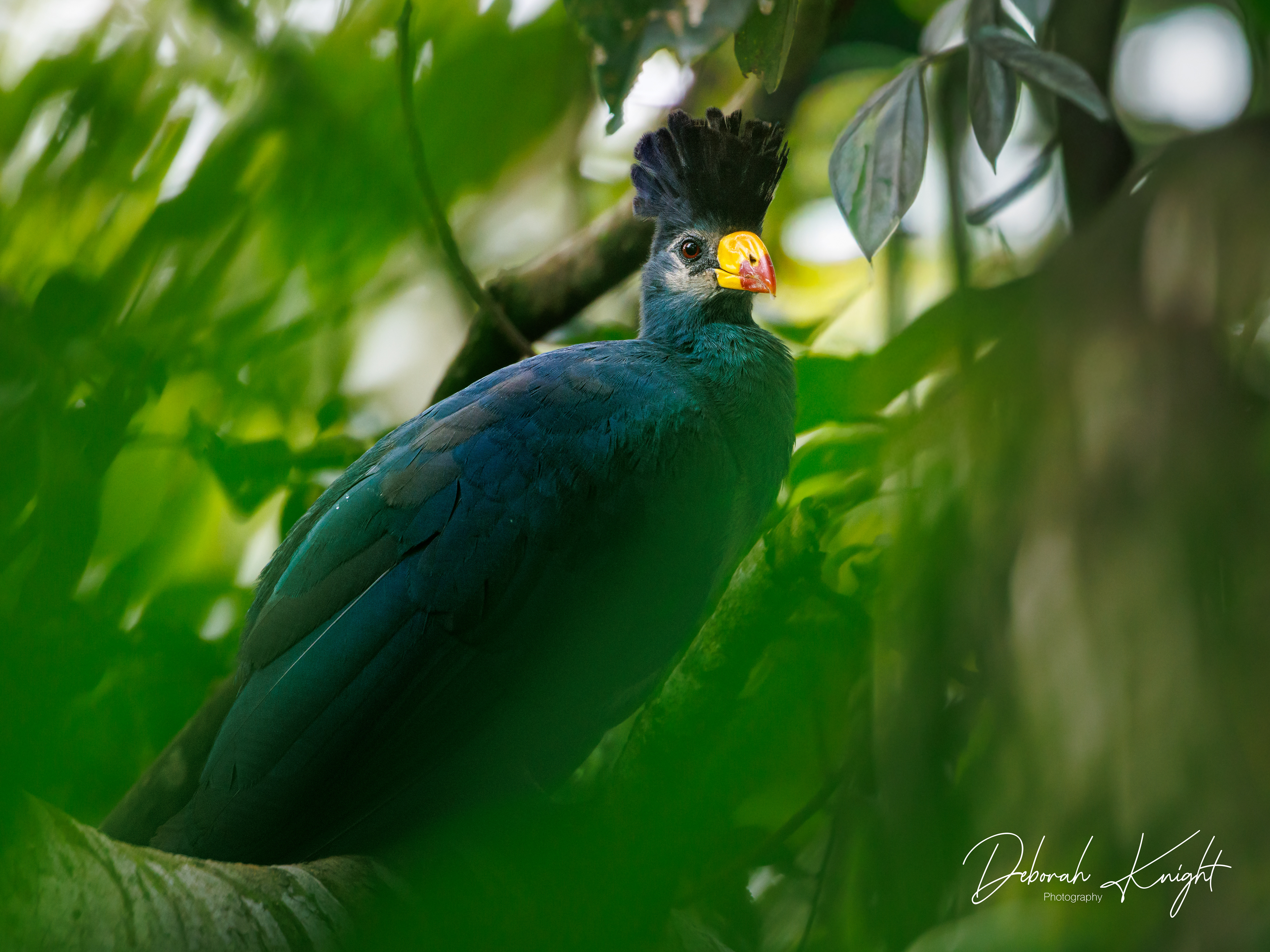 Great Blue Turaco