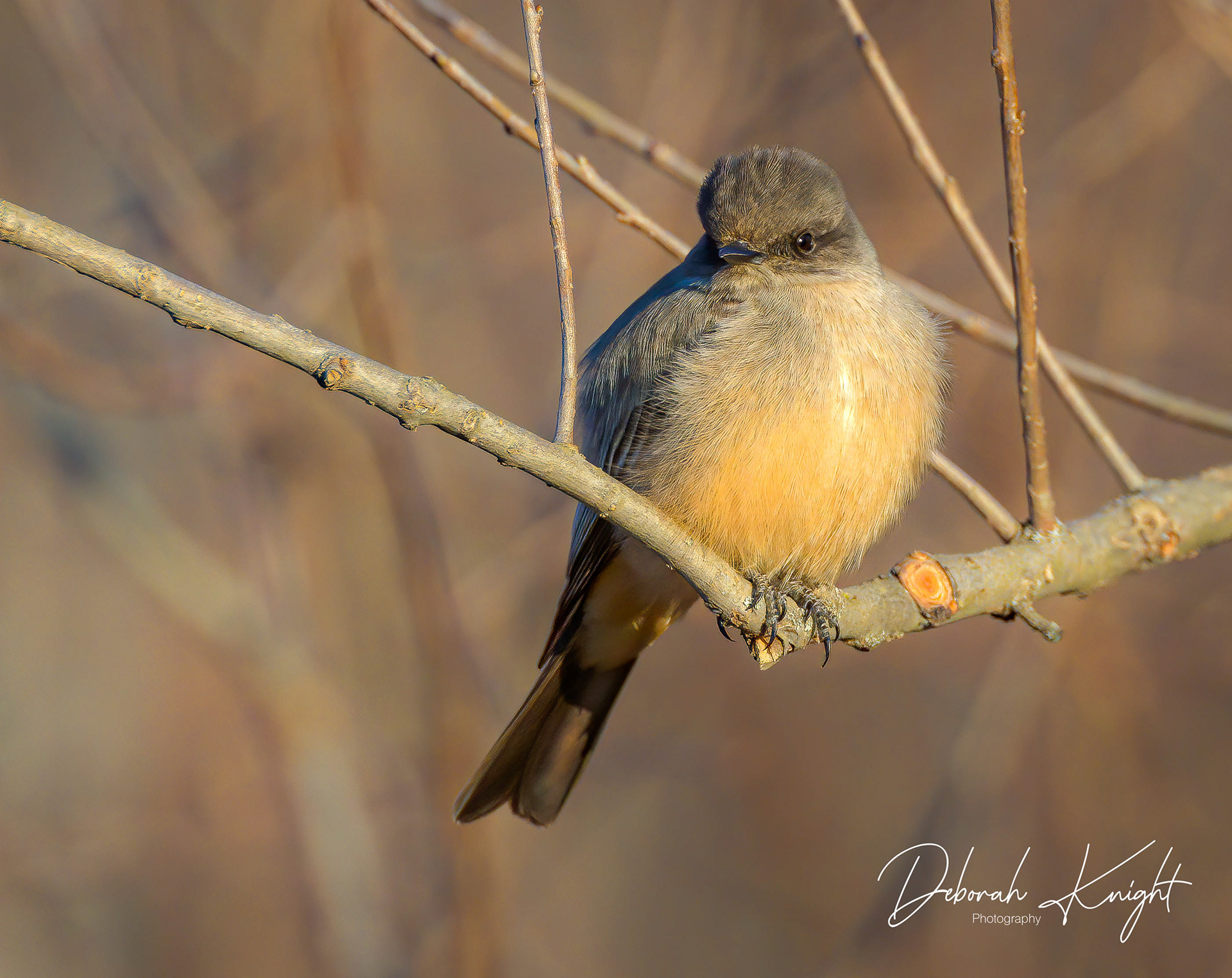 Say's Phoebe