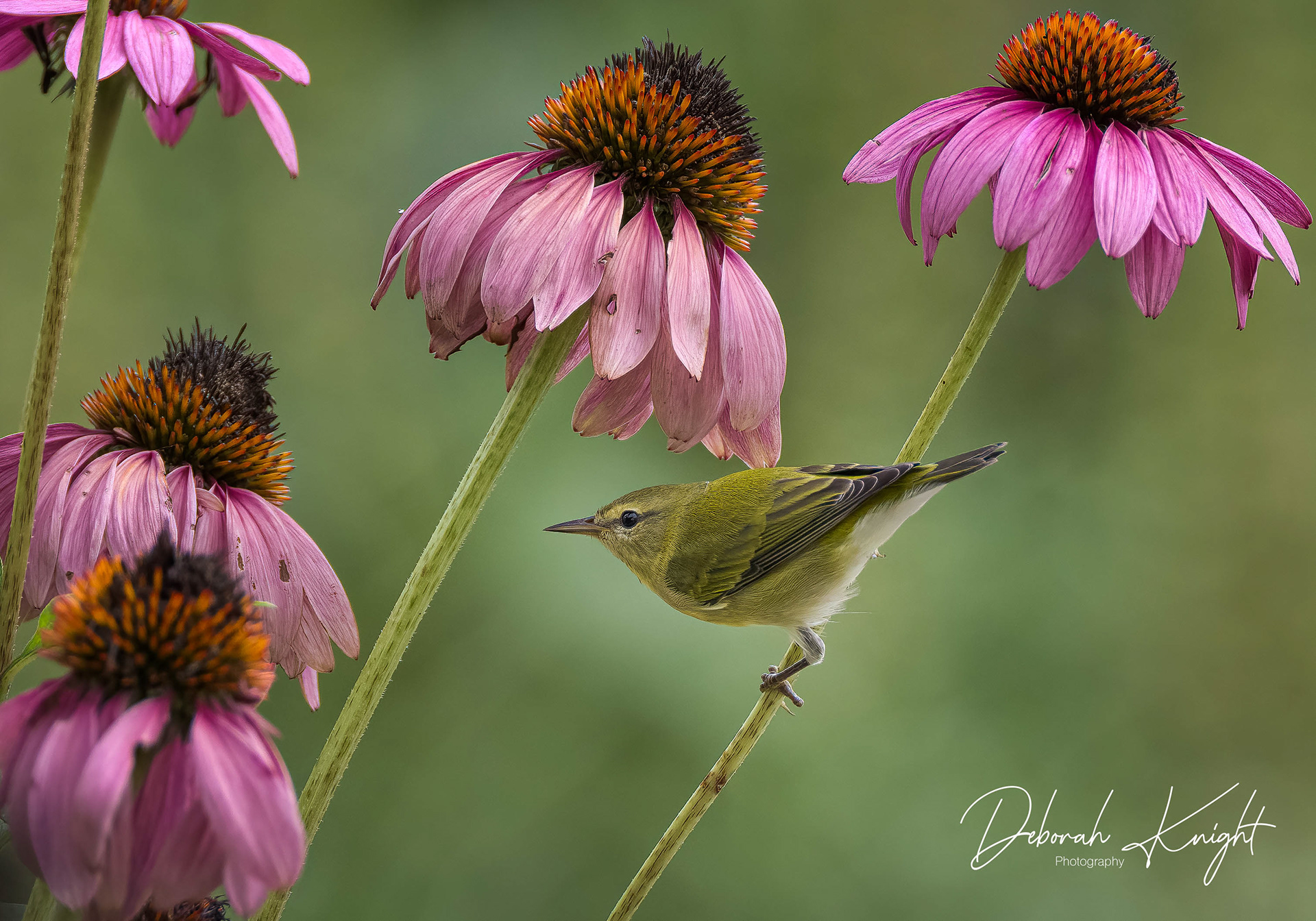 Tennessee Warbler