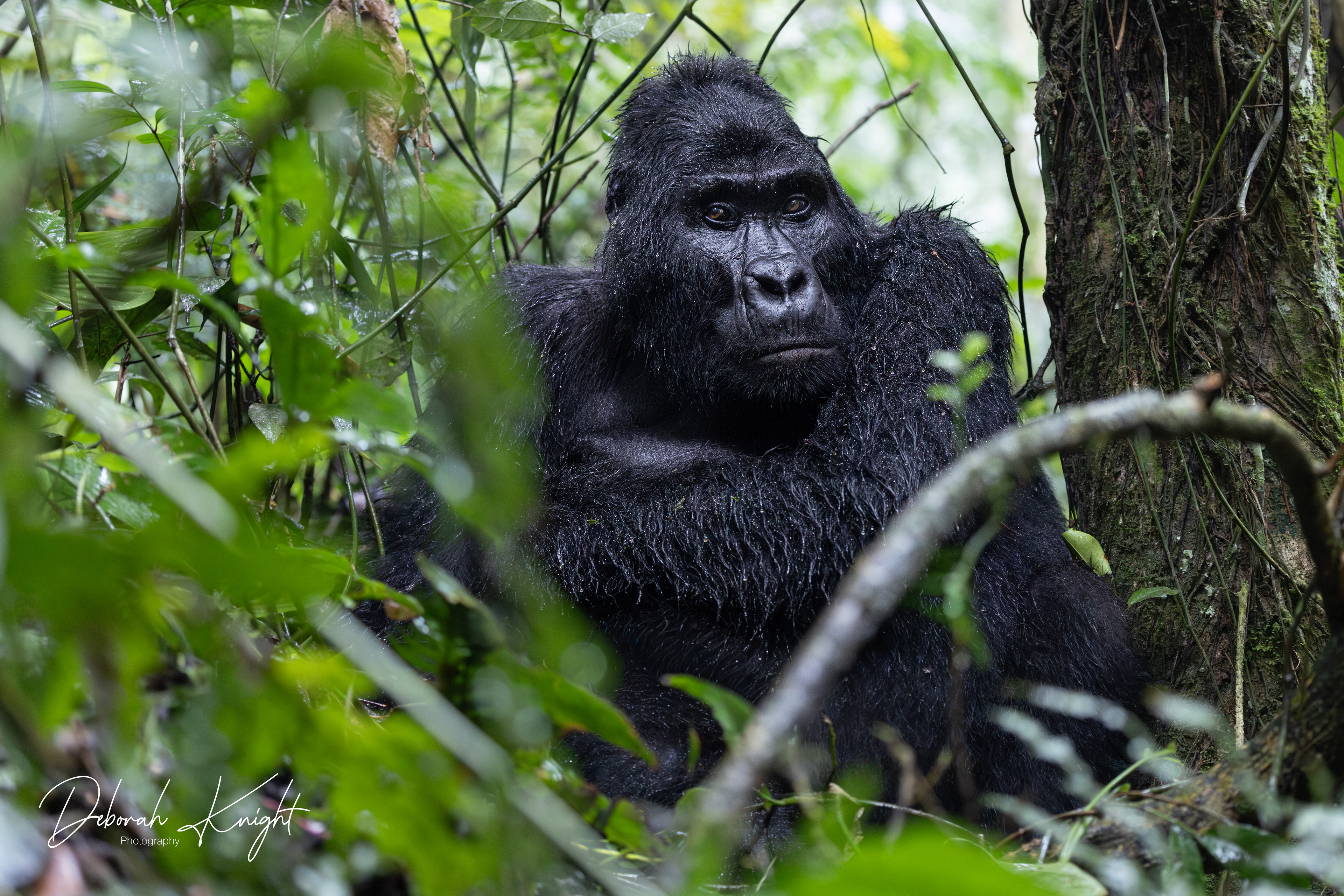 Mountain Gorilla