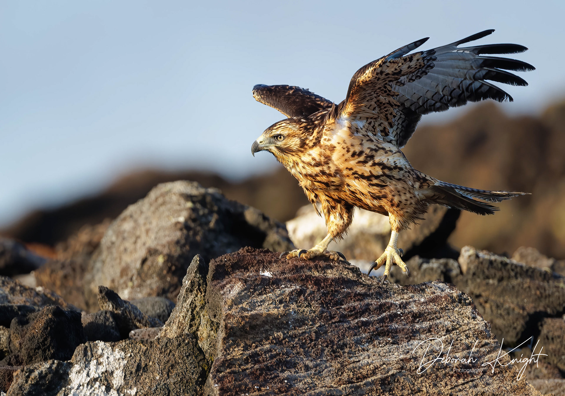 Galapagos Hawk