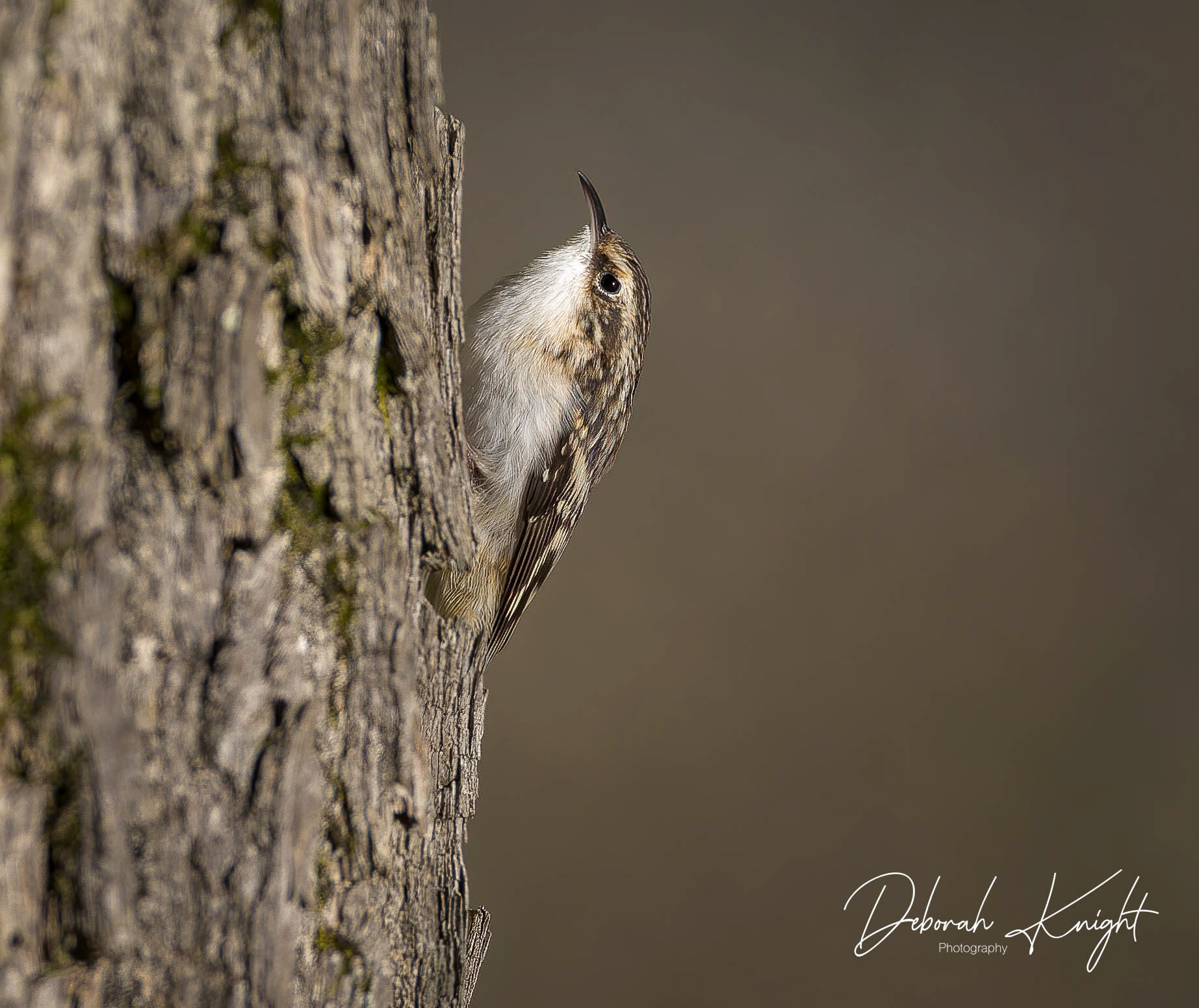 Brown Creeper