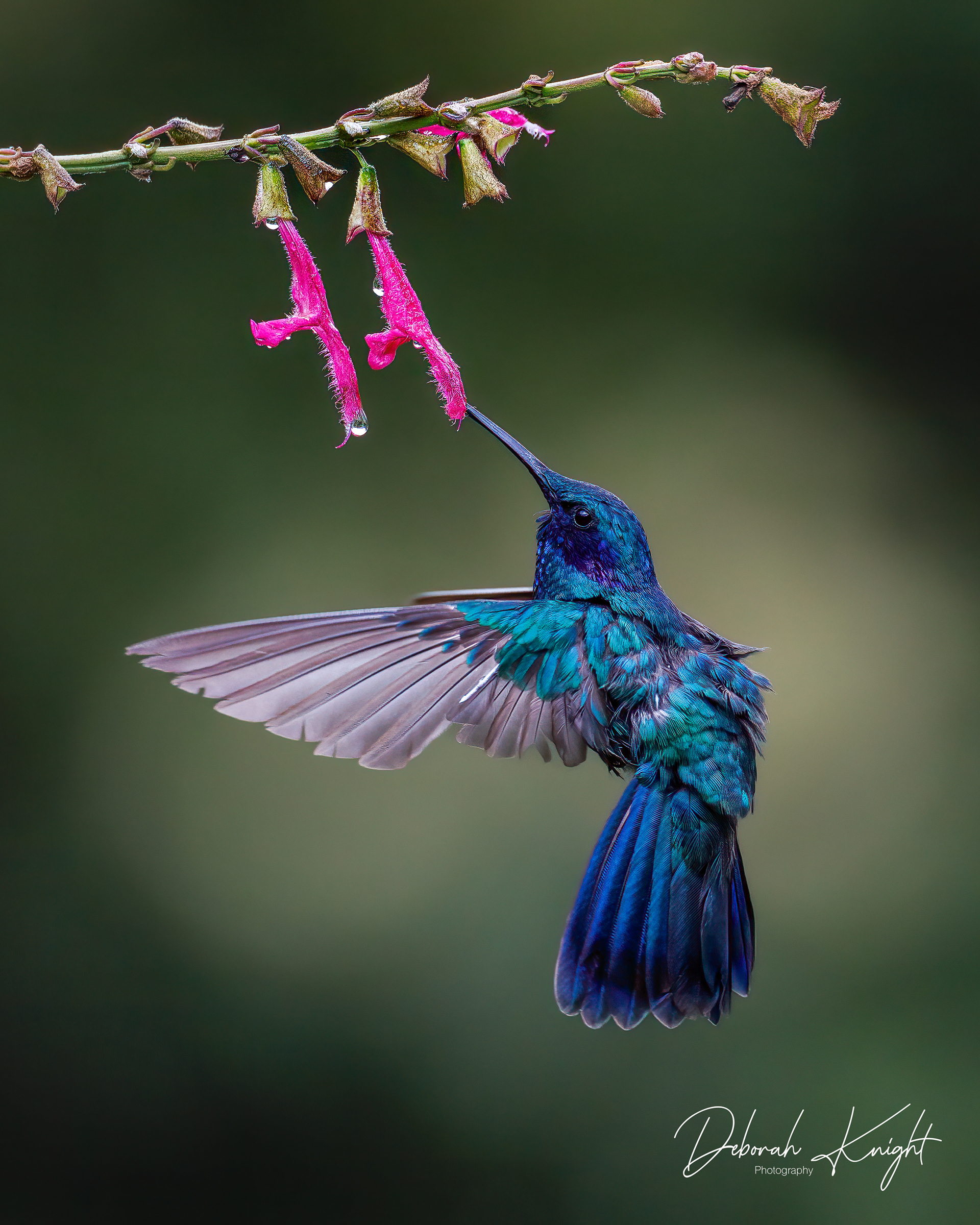 Sparkling Violetear