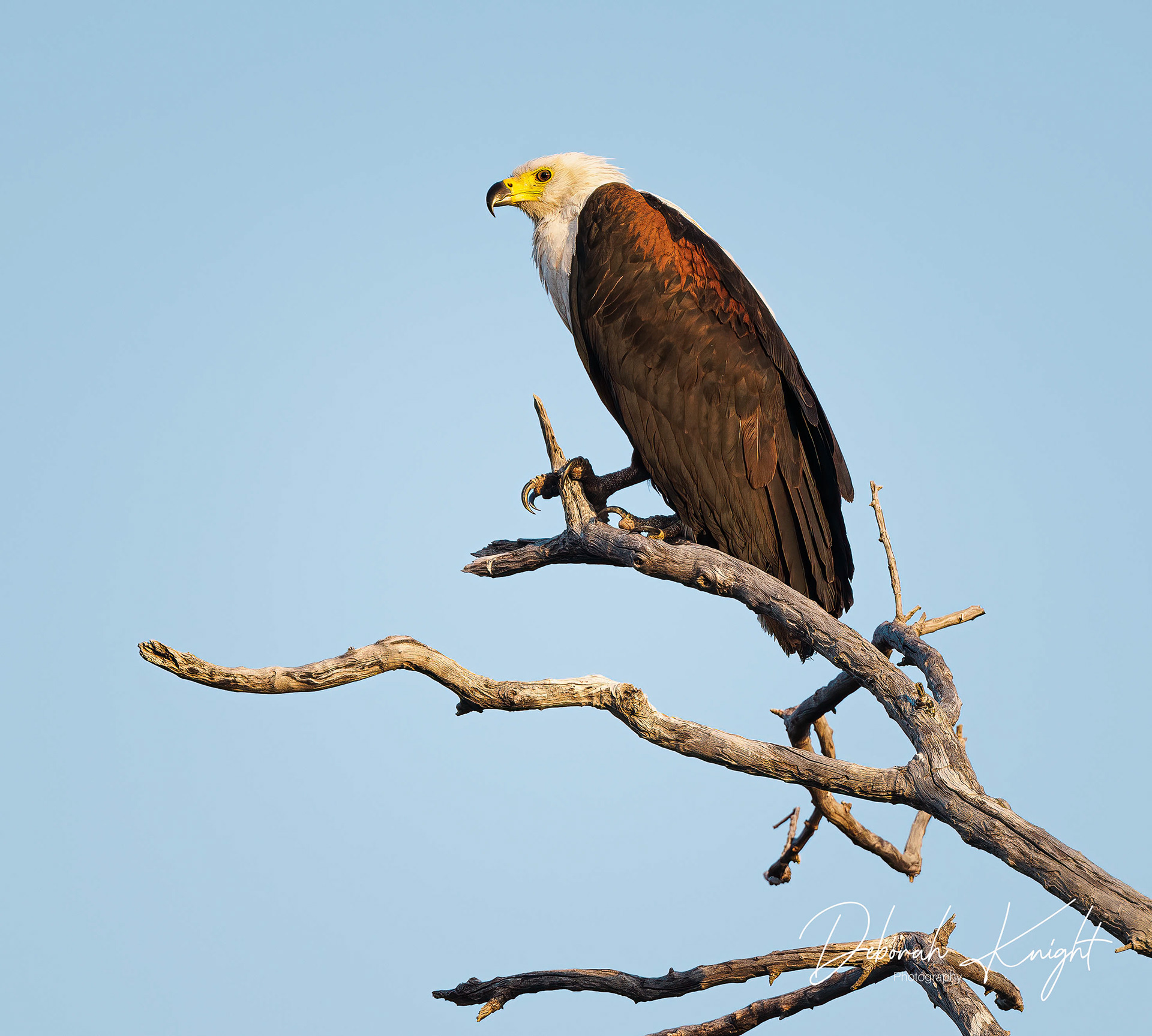 Fish Eagle