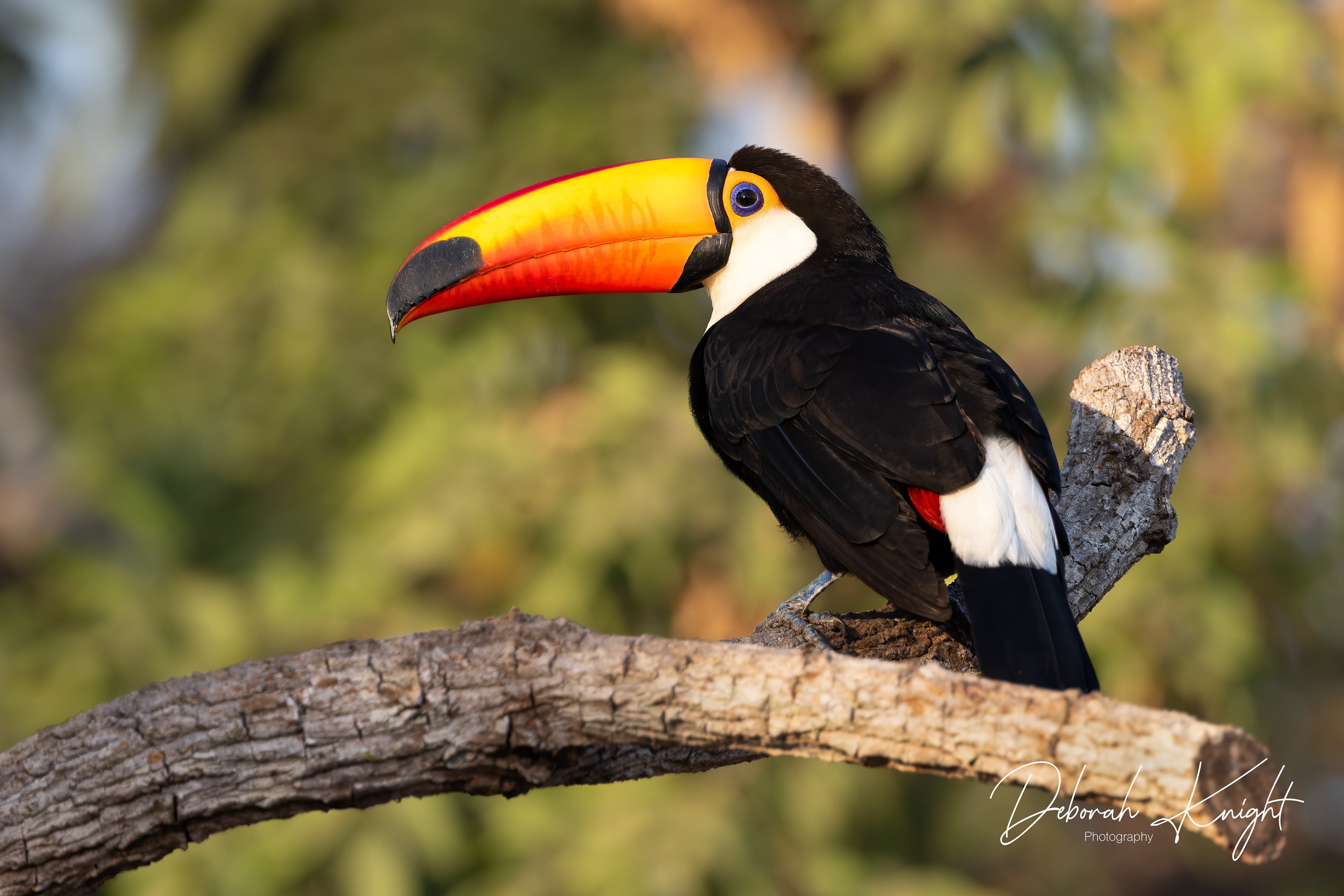 Toco Toucan