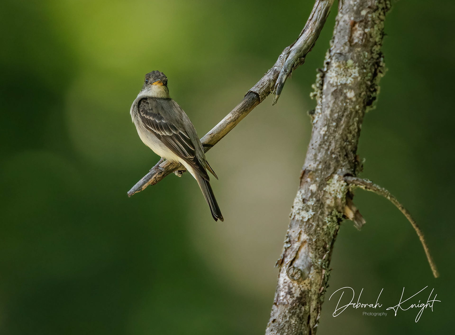 Eastern Wood-Pewee