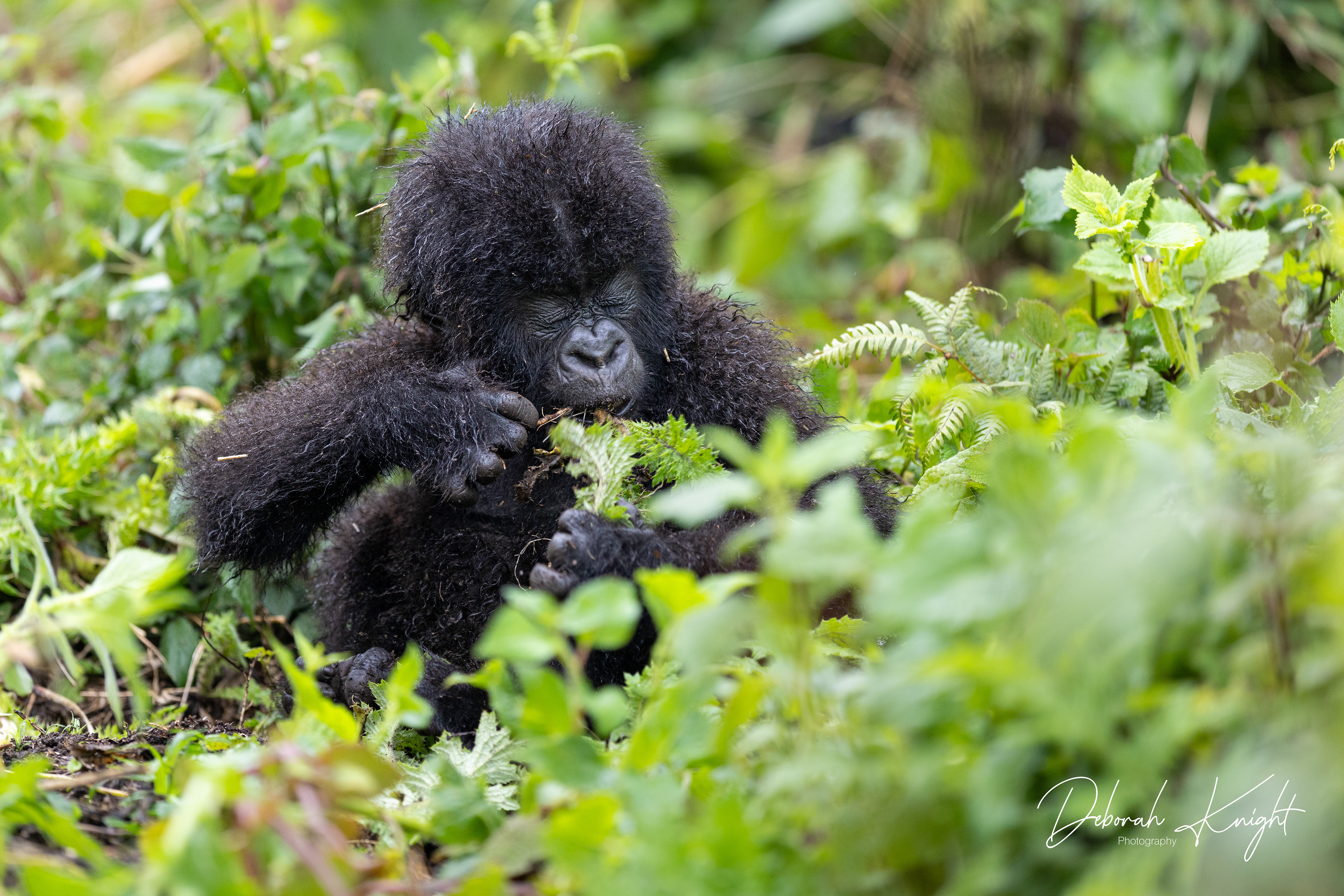 Baby Mountain Gorilla
