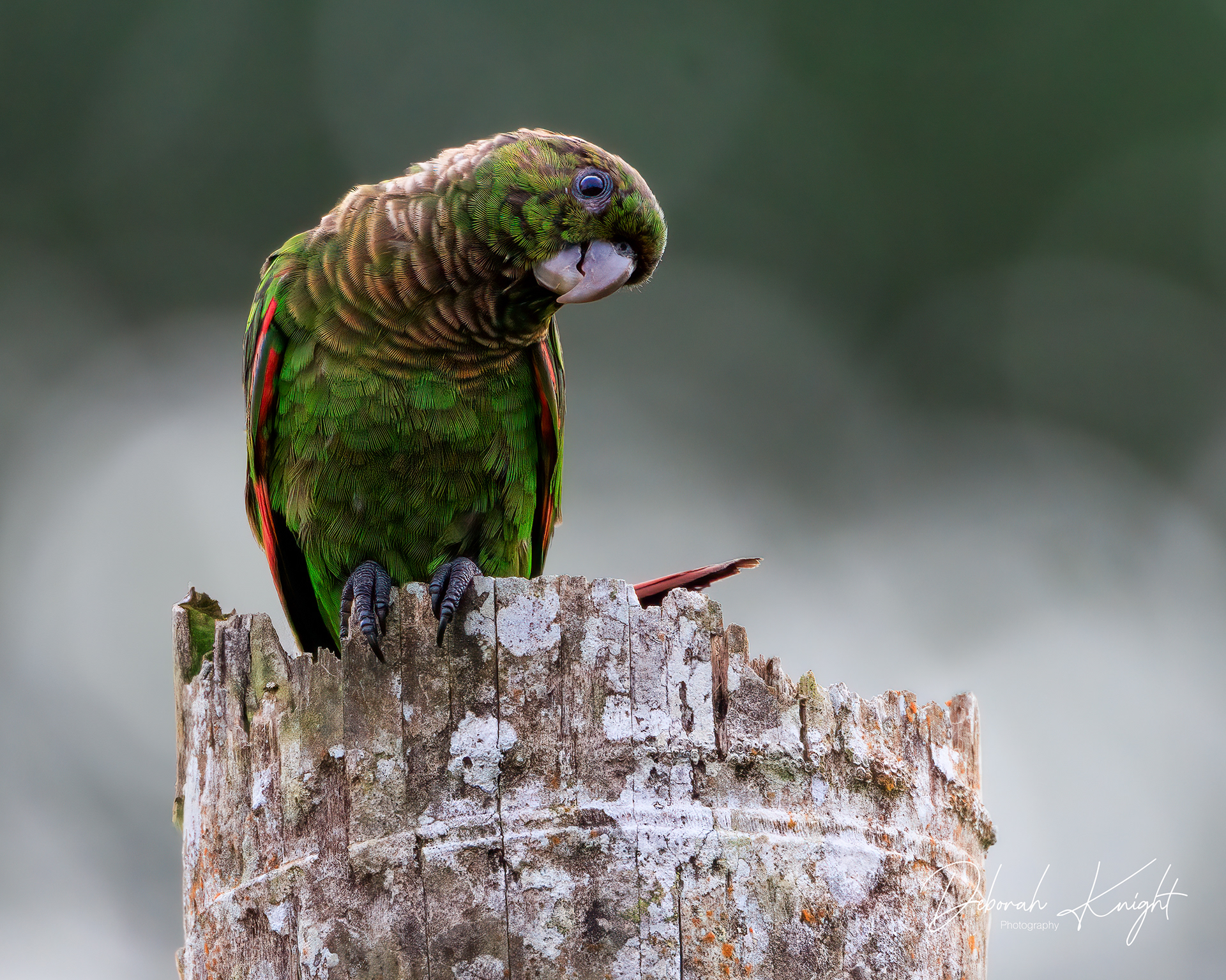Maroon-tailed Parakeet