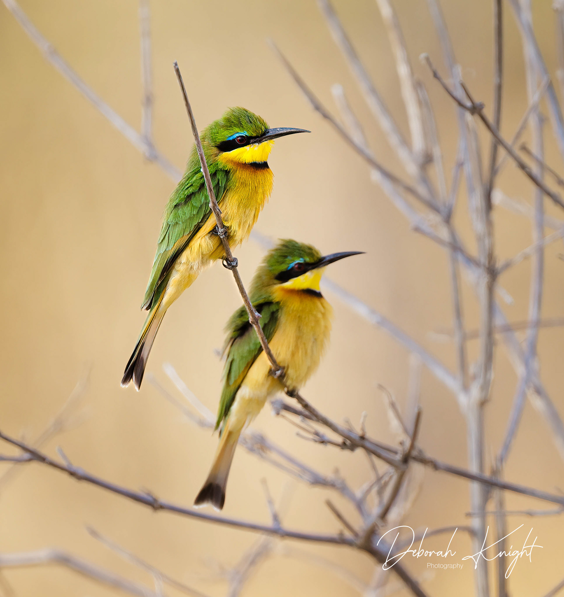 Little Bee-Eater