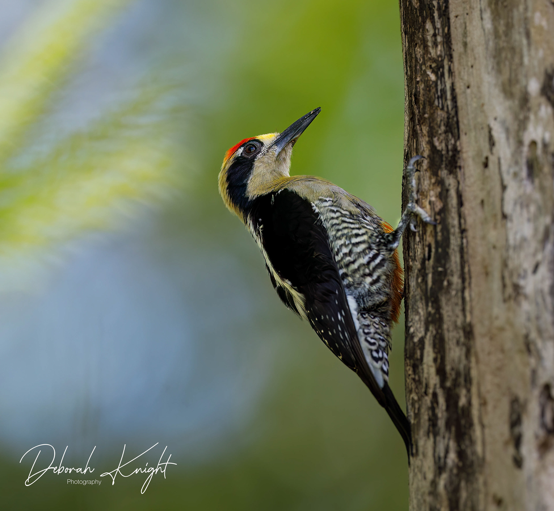 Golden-Naped Woodpecker