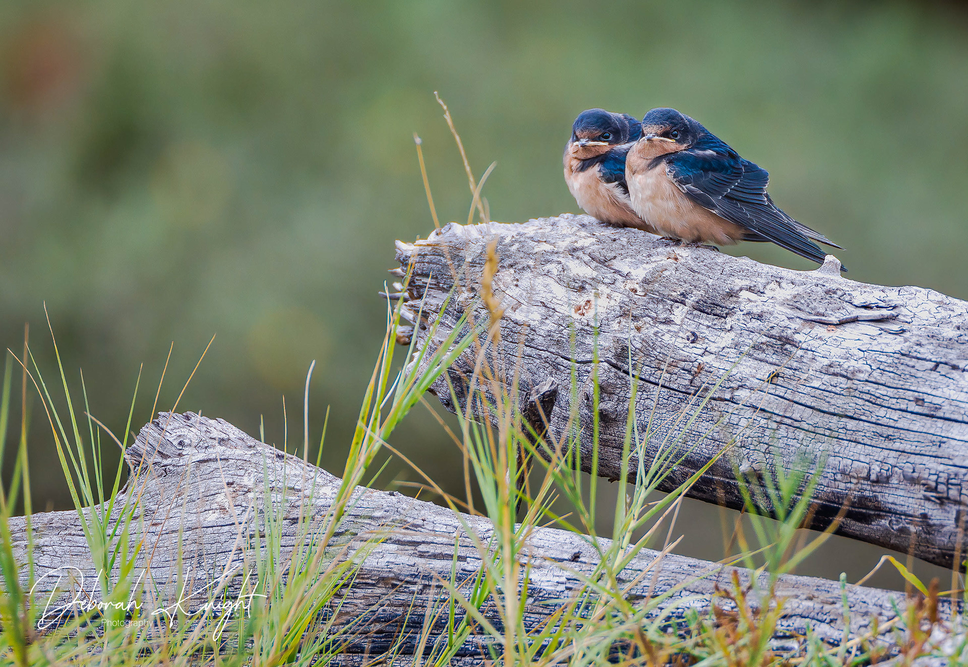 Barn Swallow