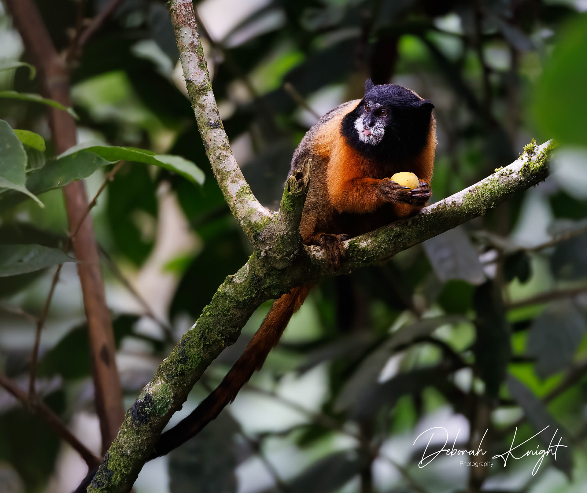 Golden-Mantled Tamarin
