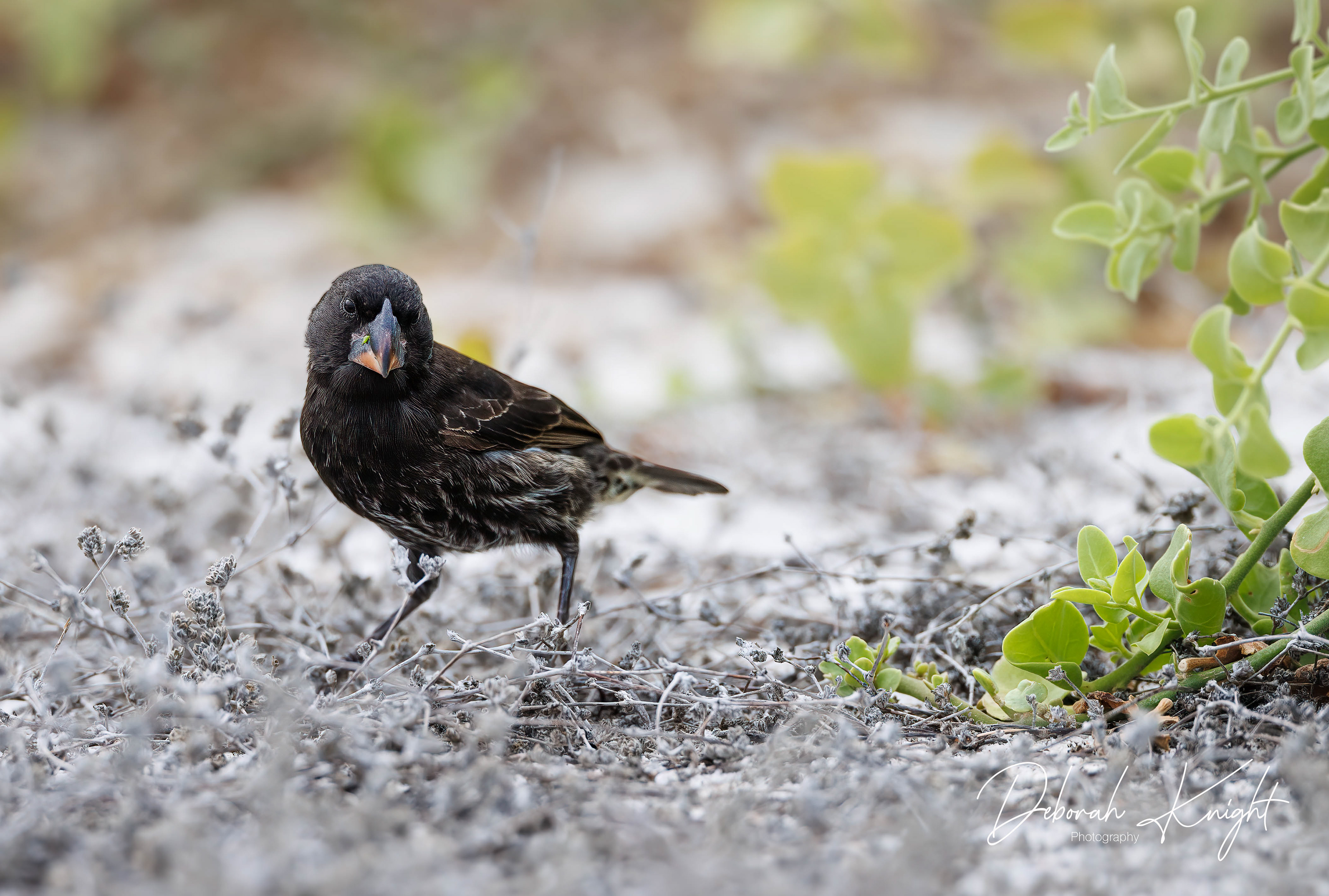 Large Ground-Finch