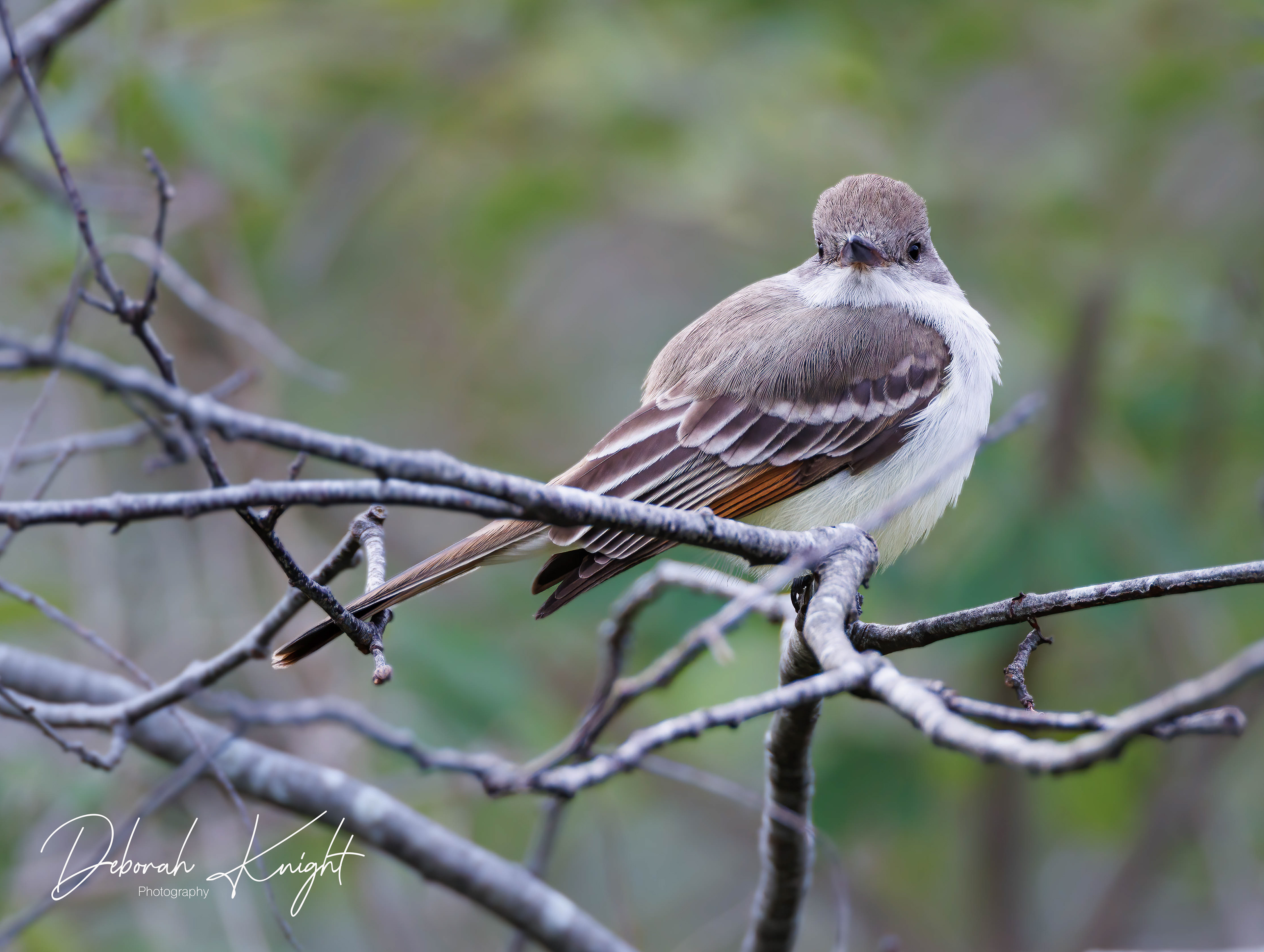 Ash-Throated Flycatcher