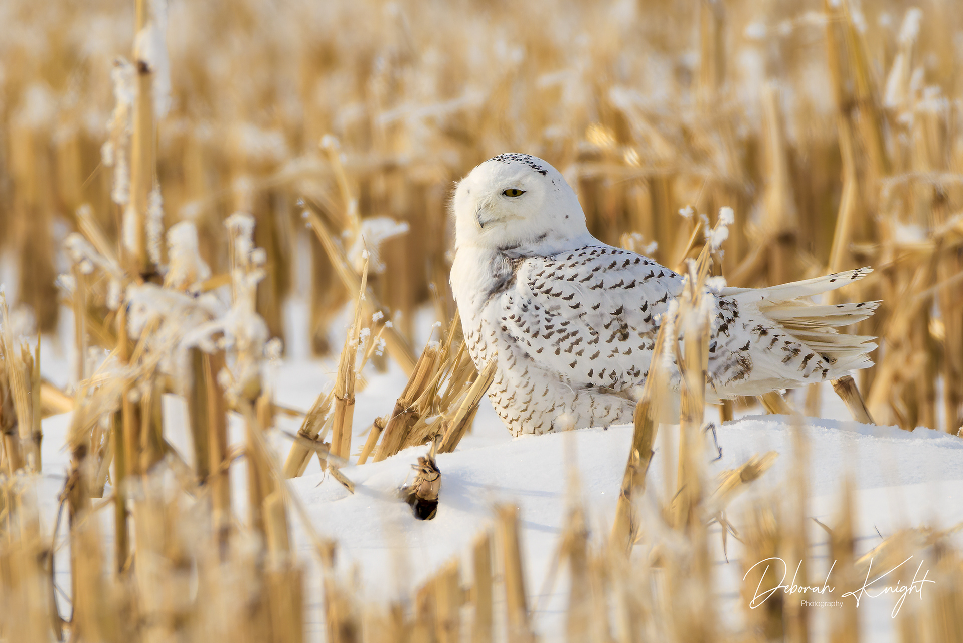 Snowy Owl