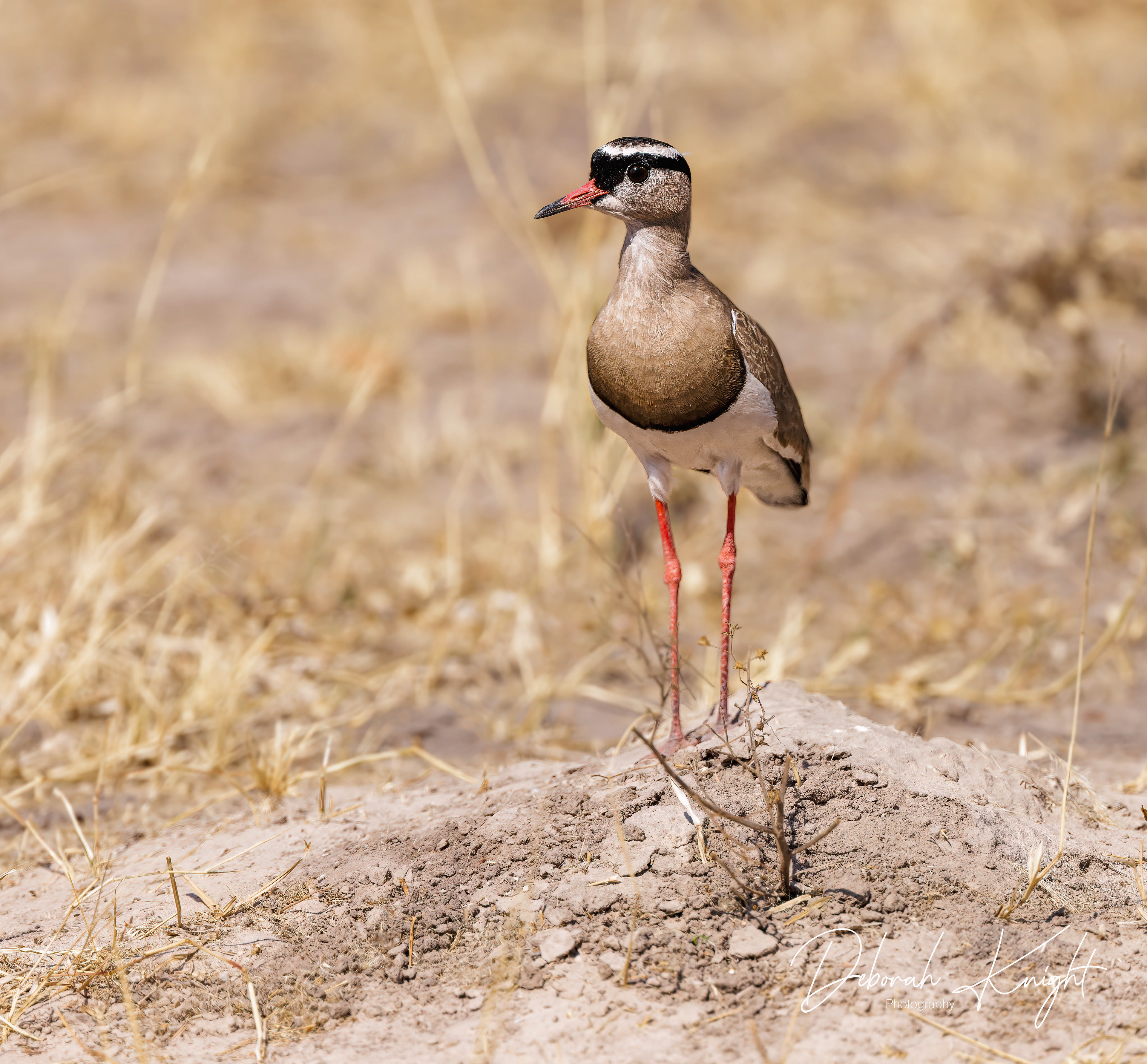 Crowned Lapwing