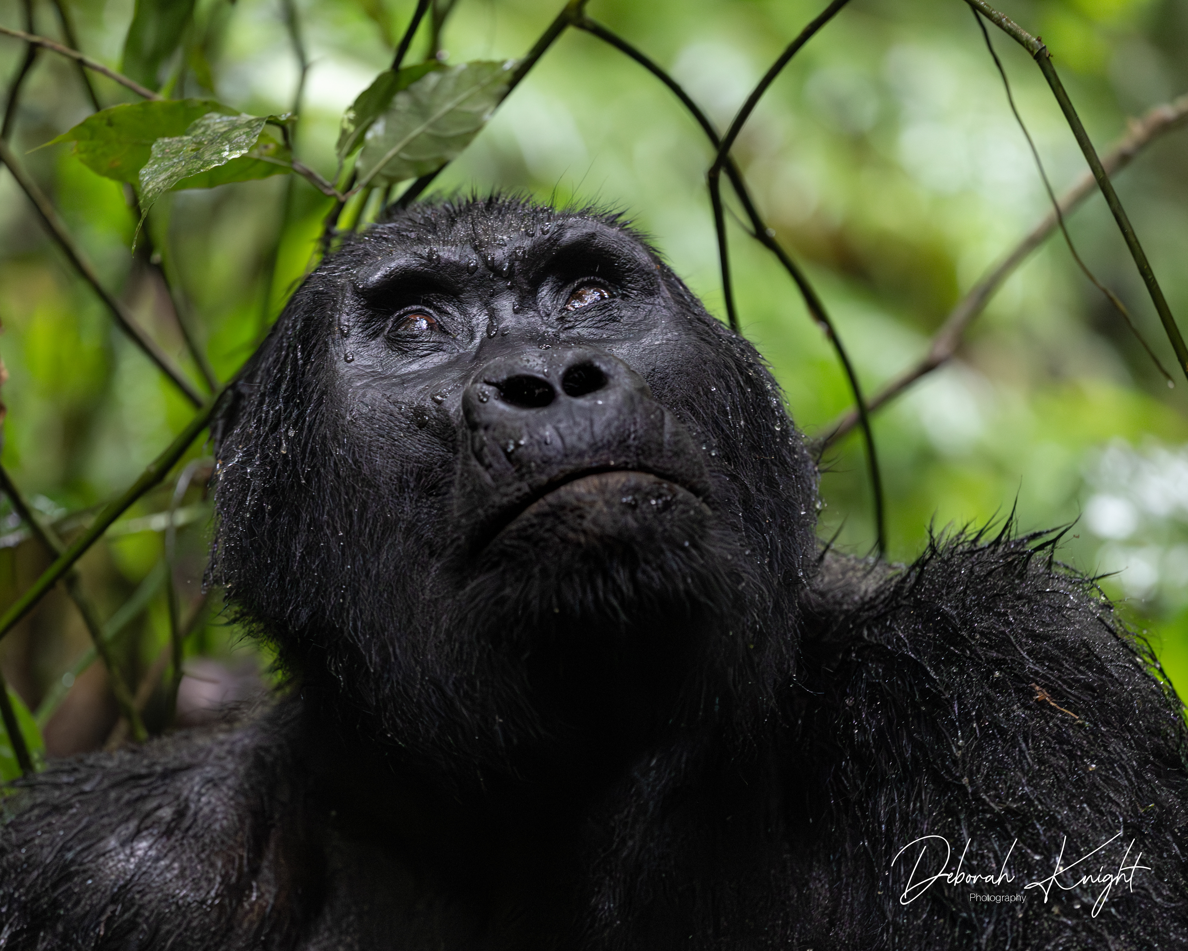Mountain Gorilla
