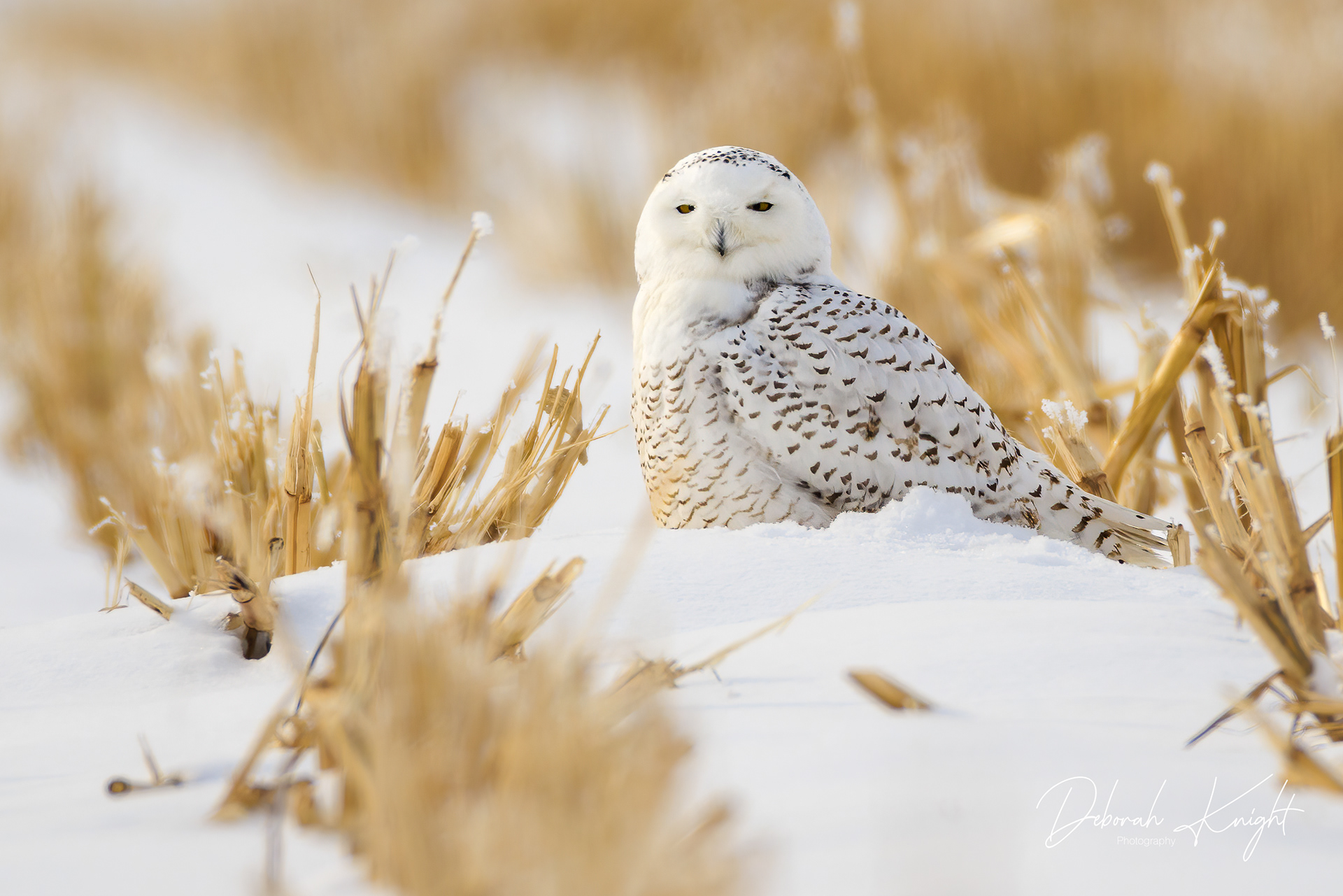 Snowy Owl