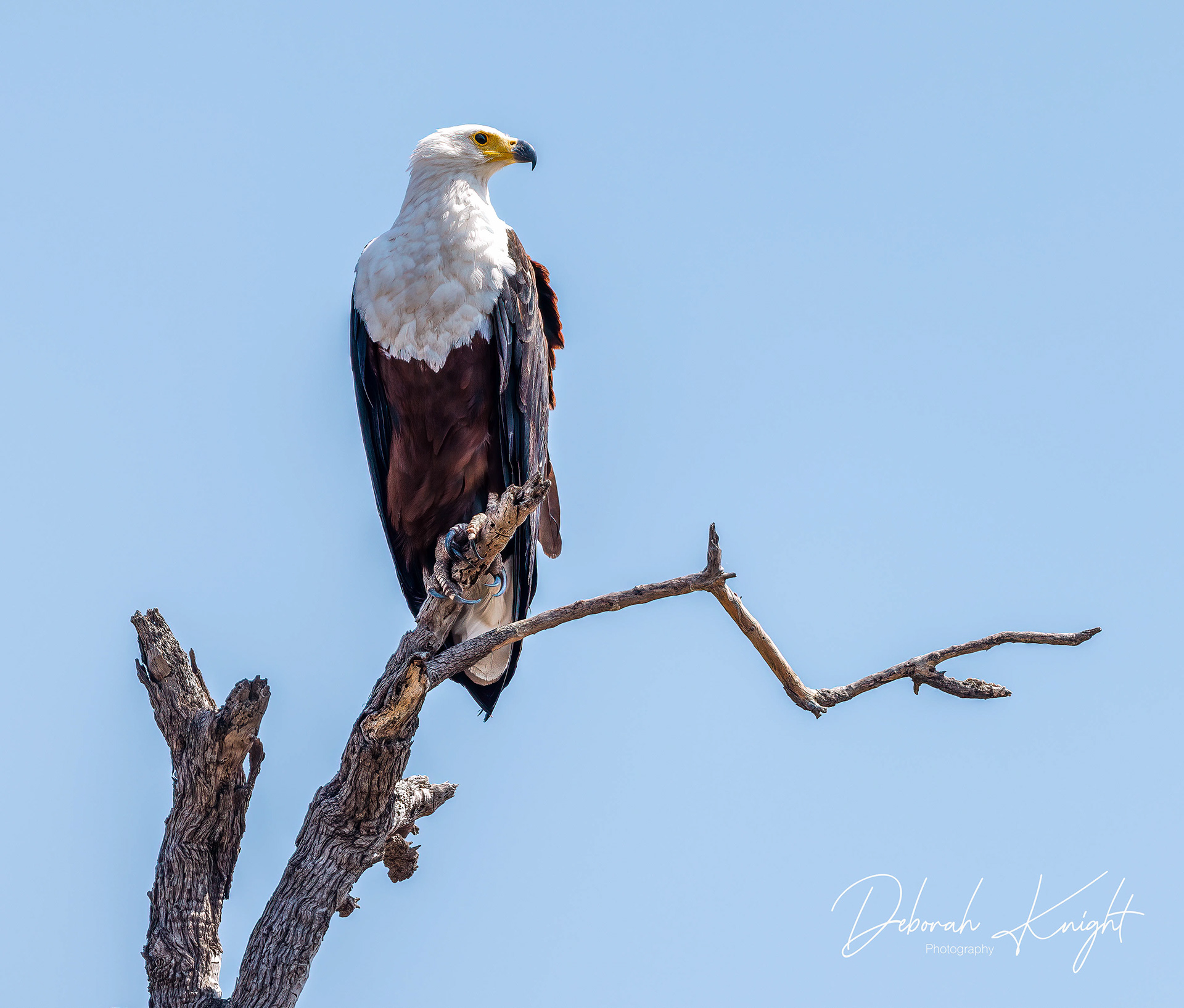 Fish Eagle