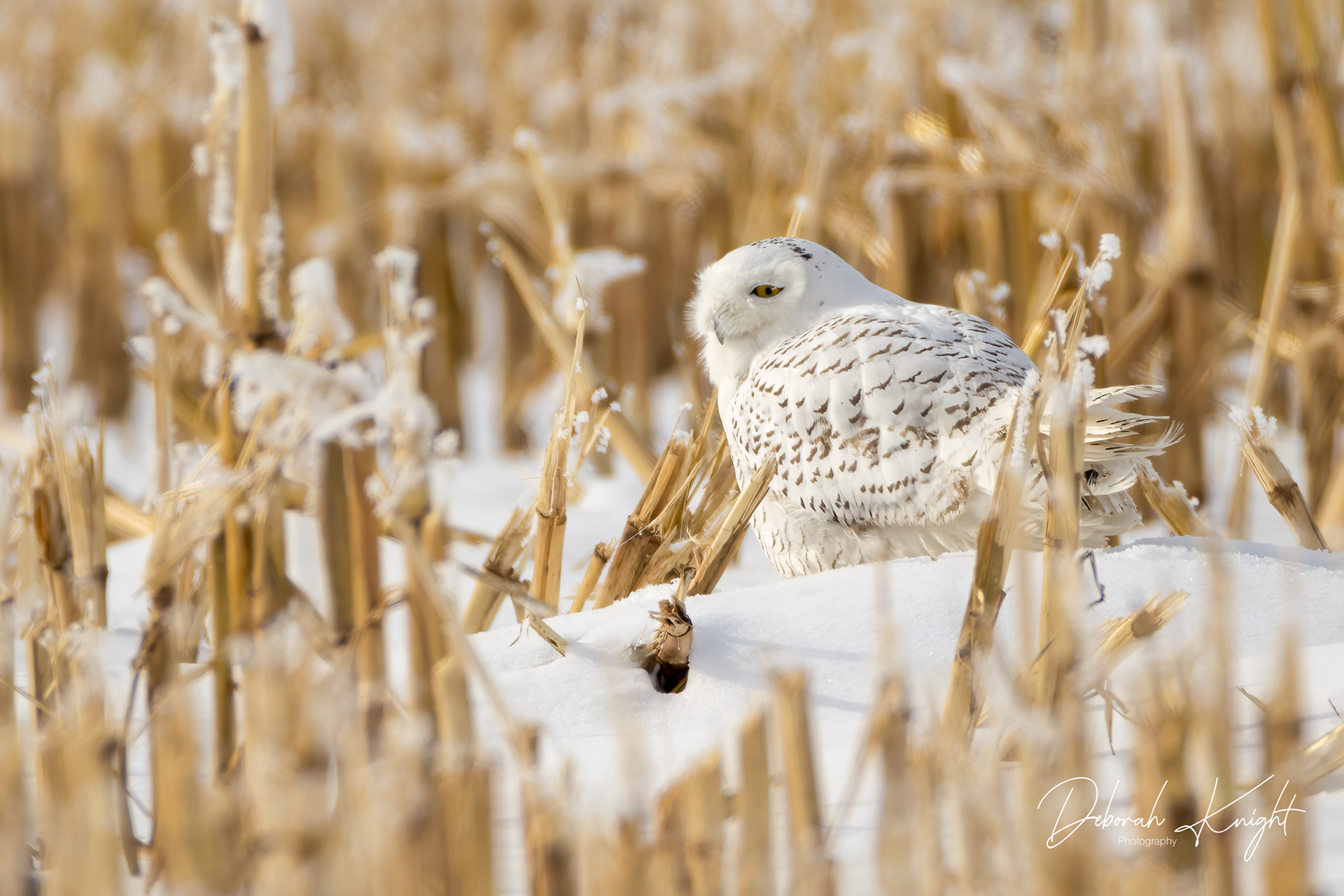 Snowy Owl