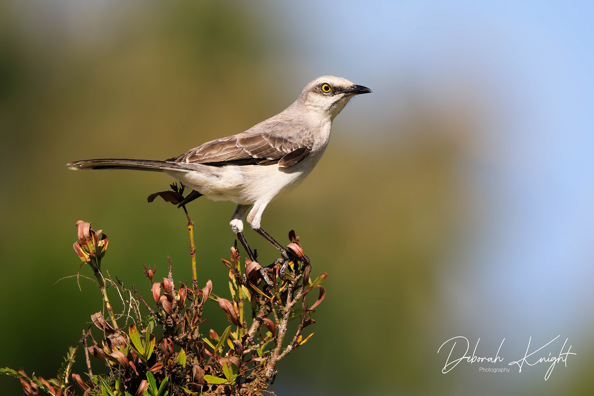 Tropical Mockingbird