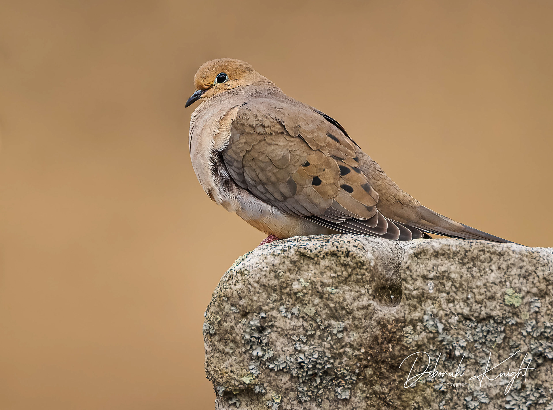 Mourning Dove