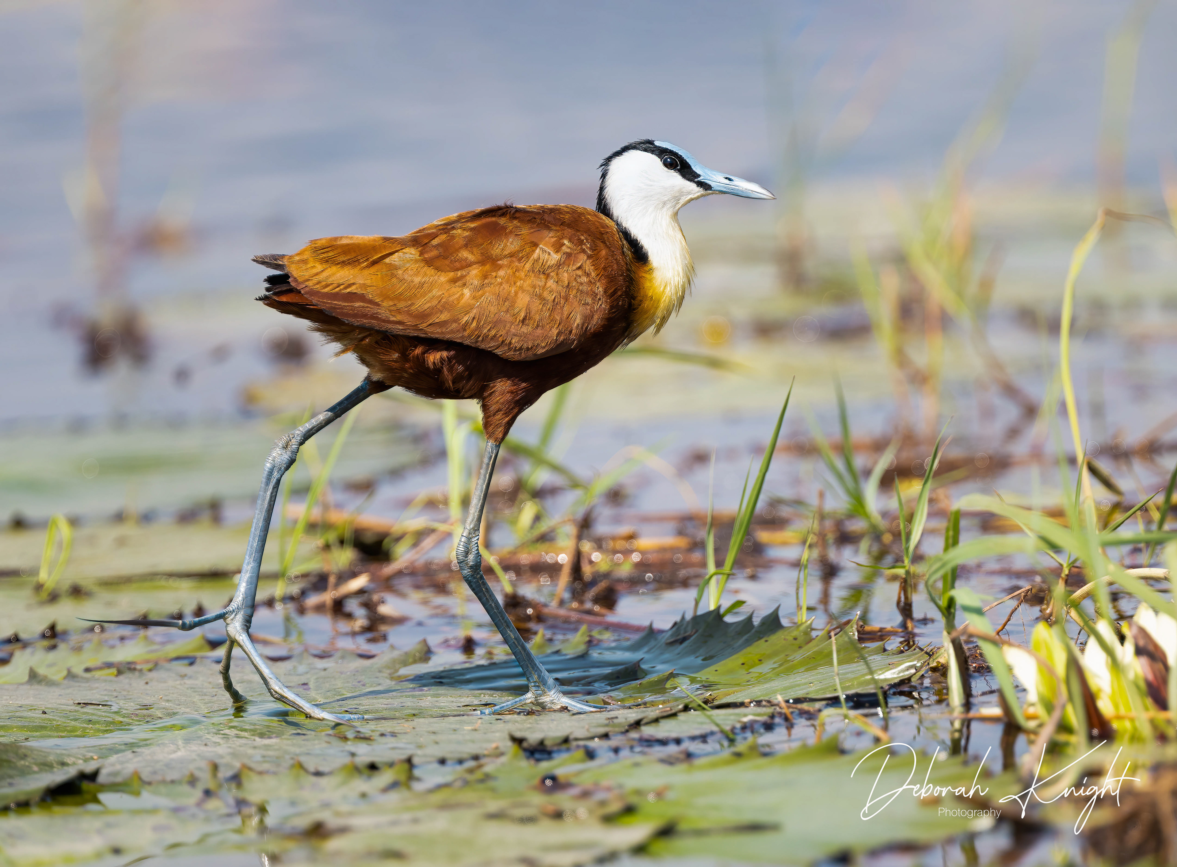 African Jacana