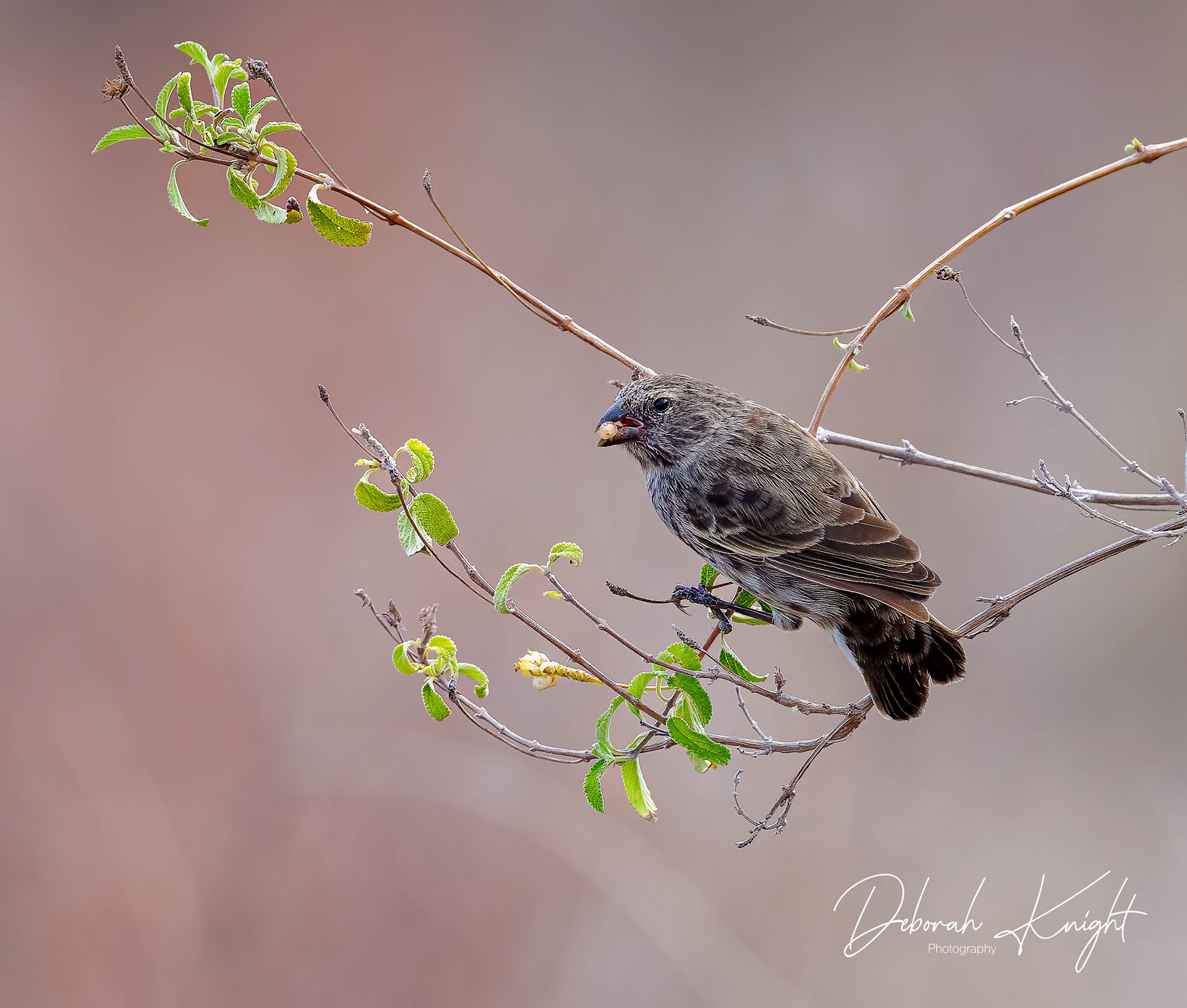 Medium Ground-Finch