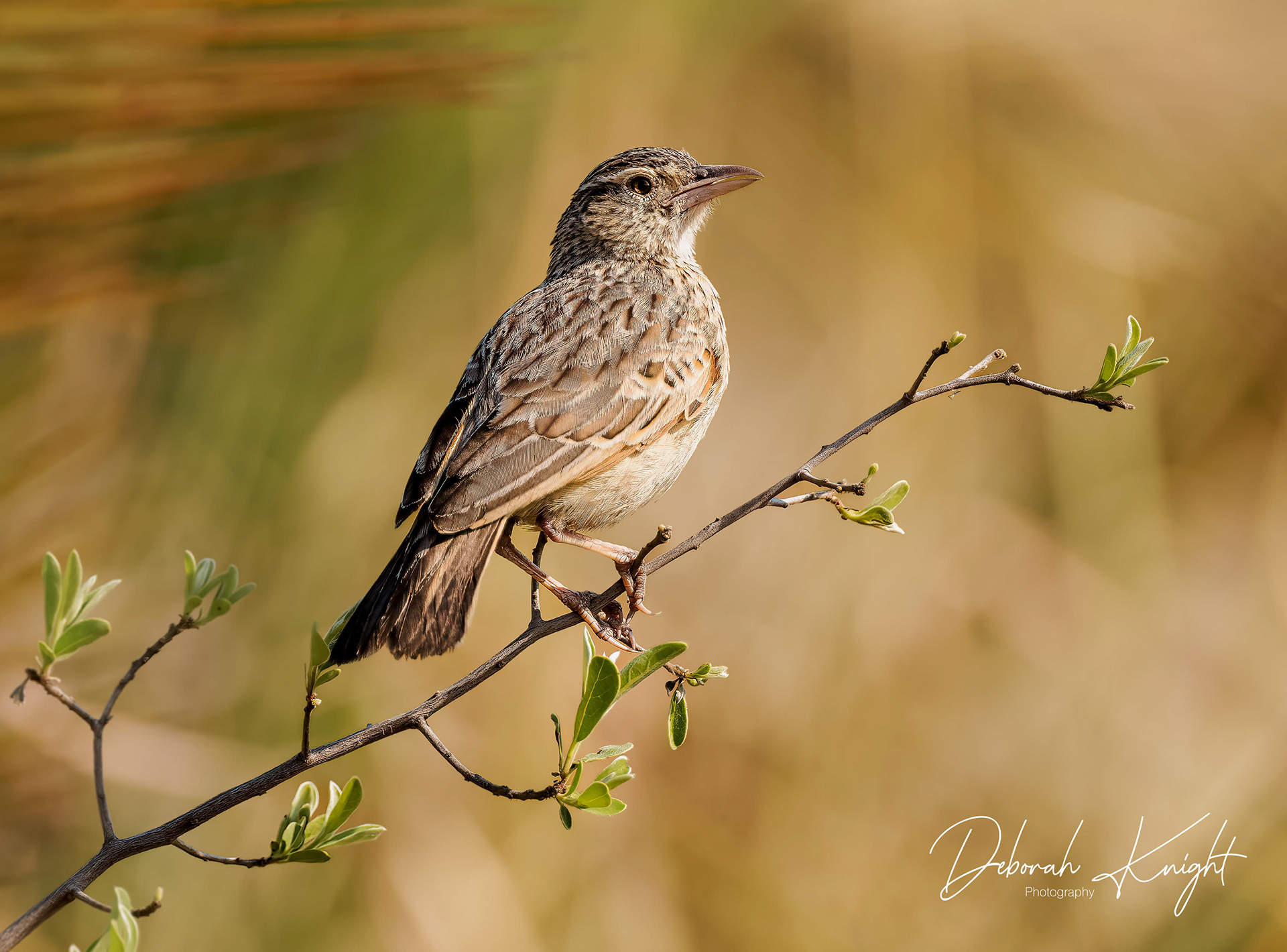 African Pipit