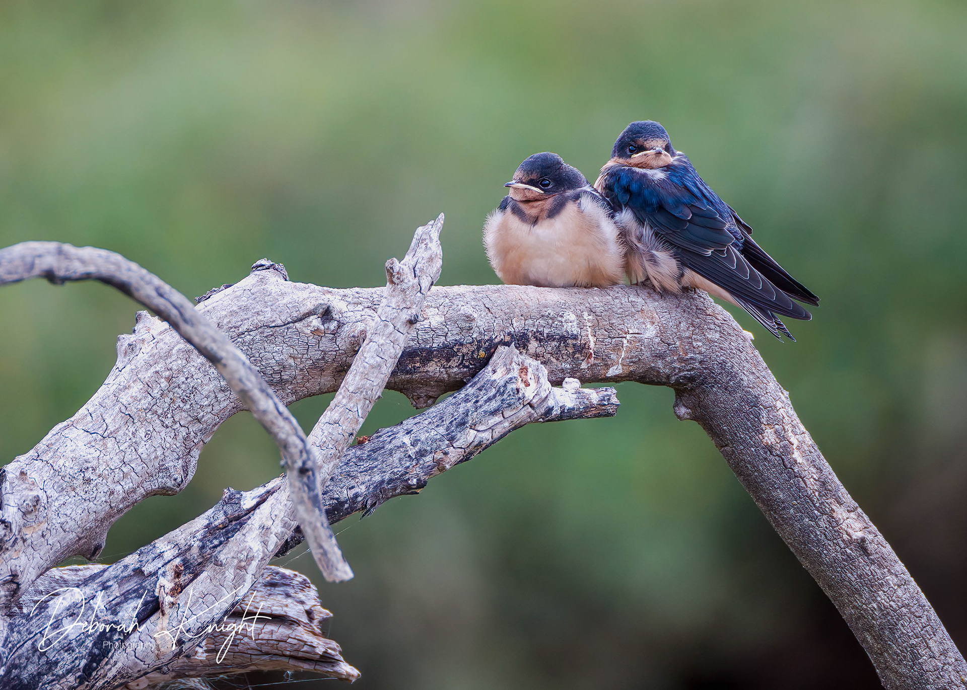 Barn Swallow