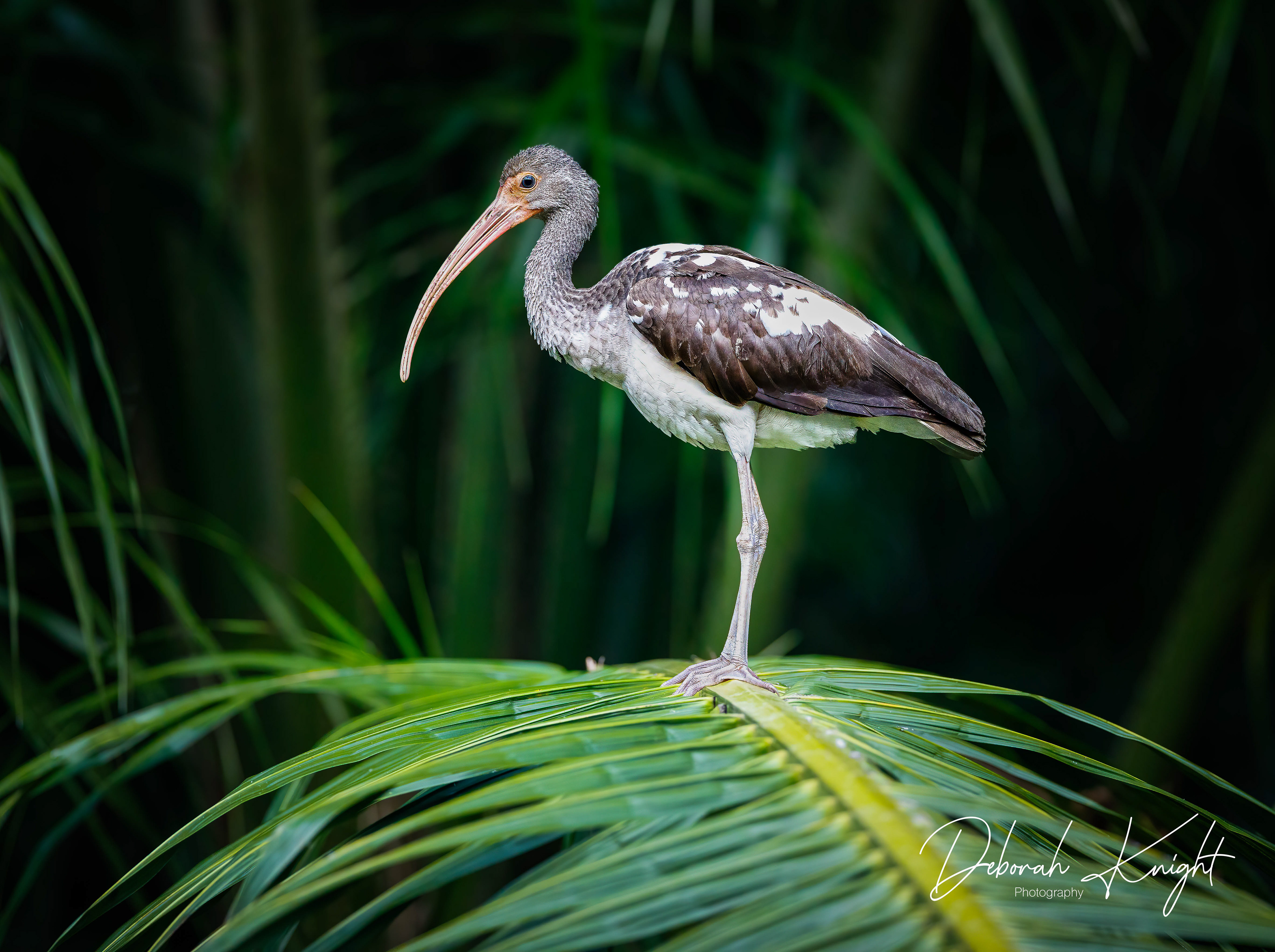 White Ibis