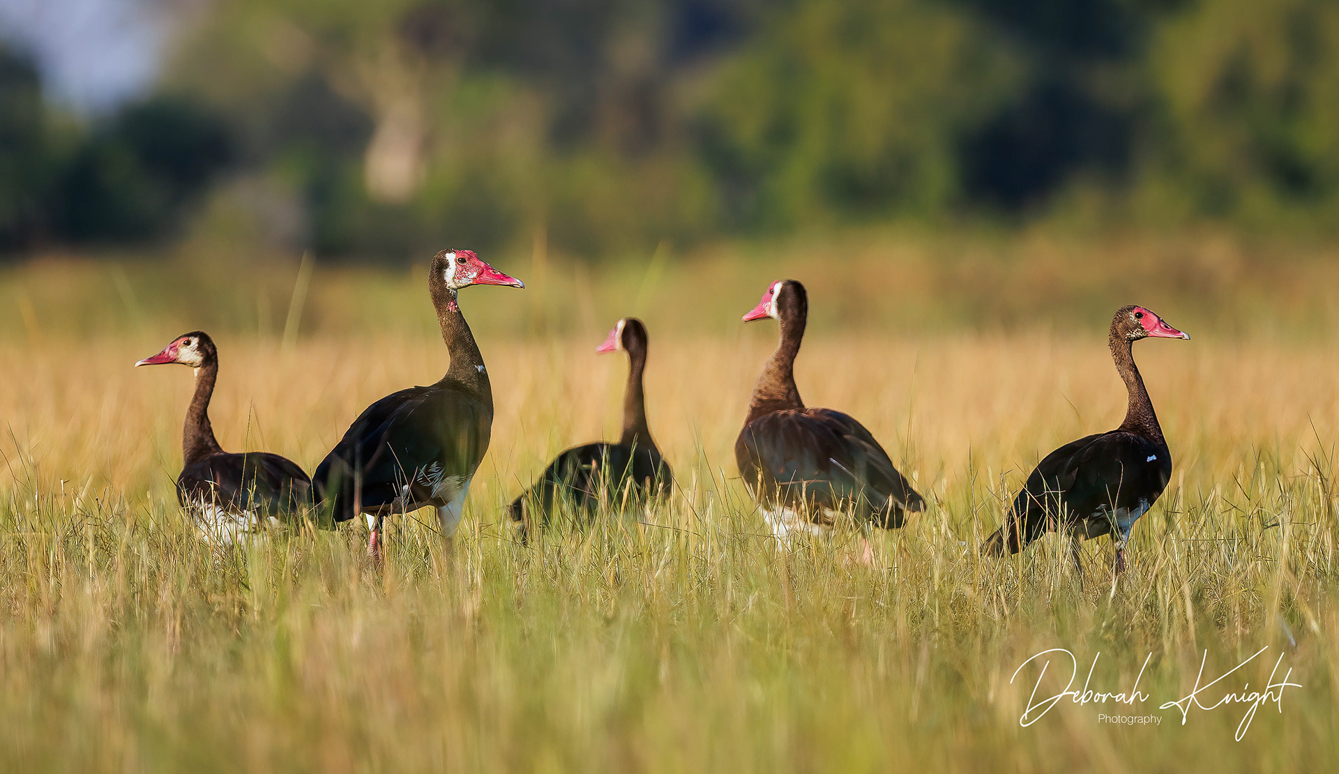 Spur-Winged Goose
