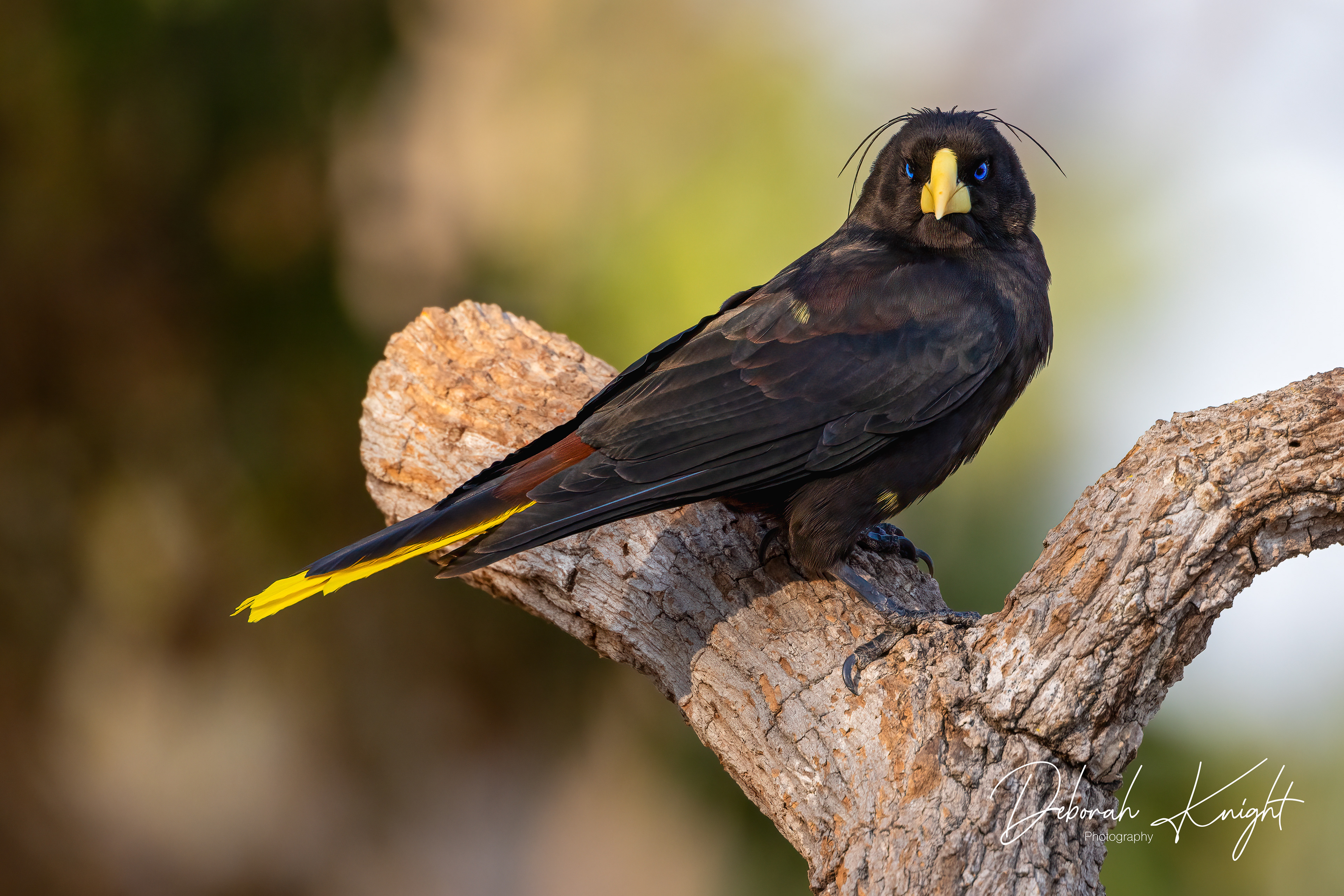 Crested Oropendola